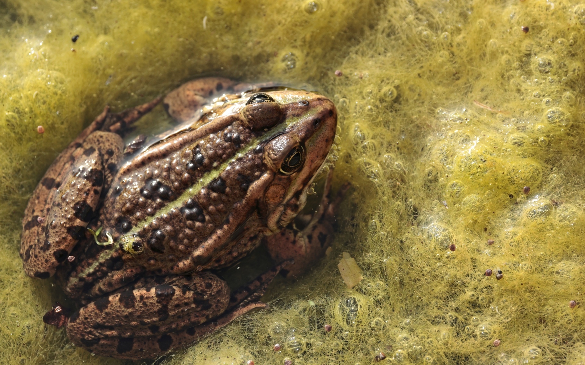 Большая жаба сидит в водорослях 