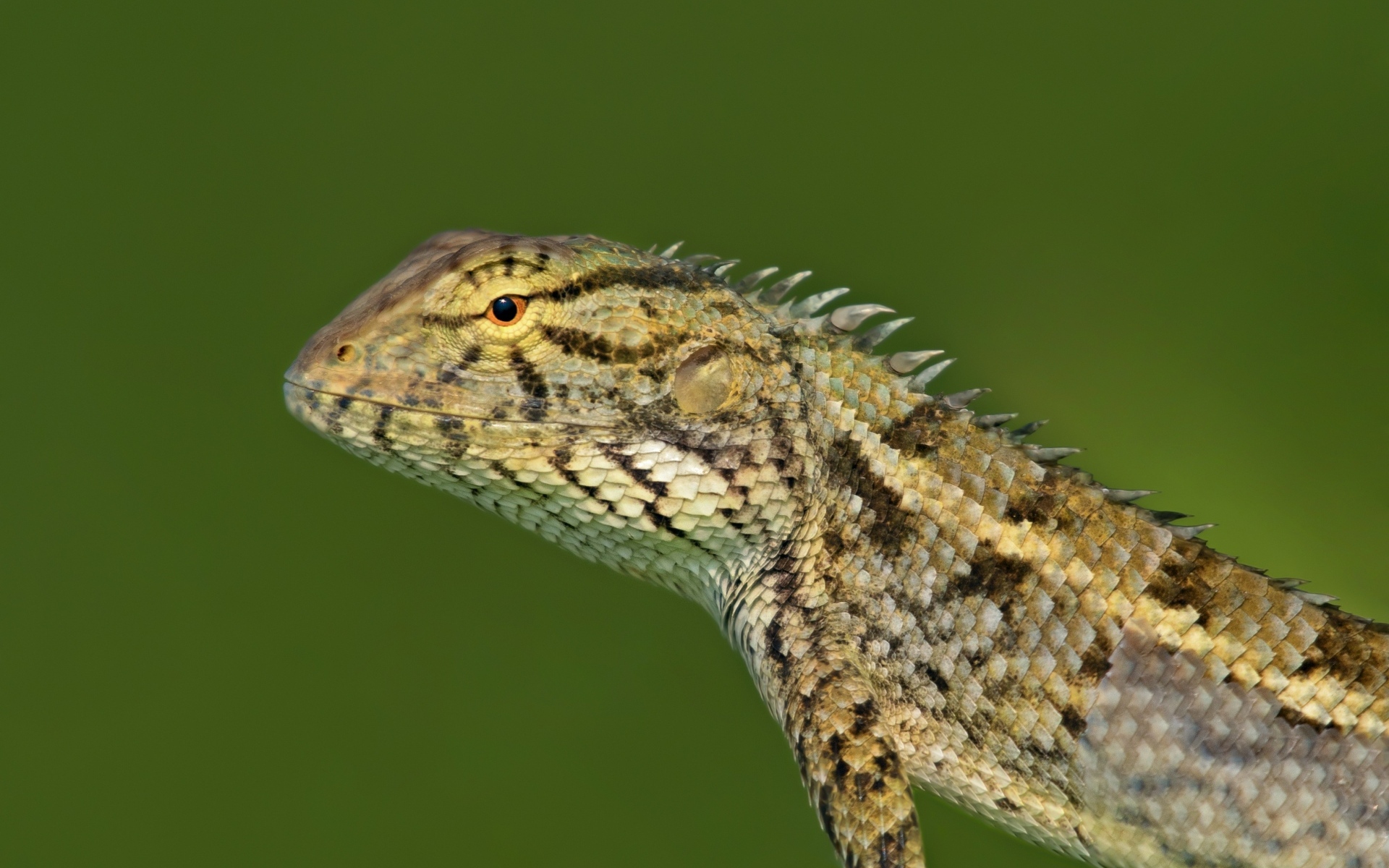 Красивая ящерица на зеленом фоне