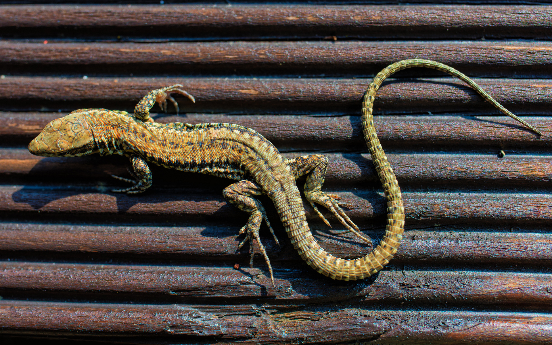 Large lizard on a wooden bench
