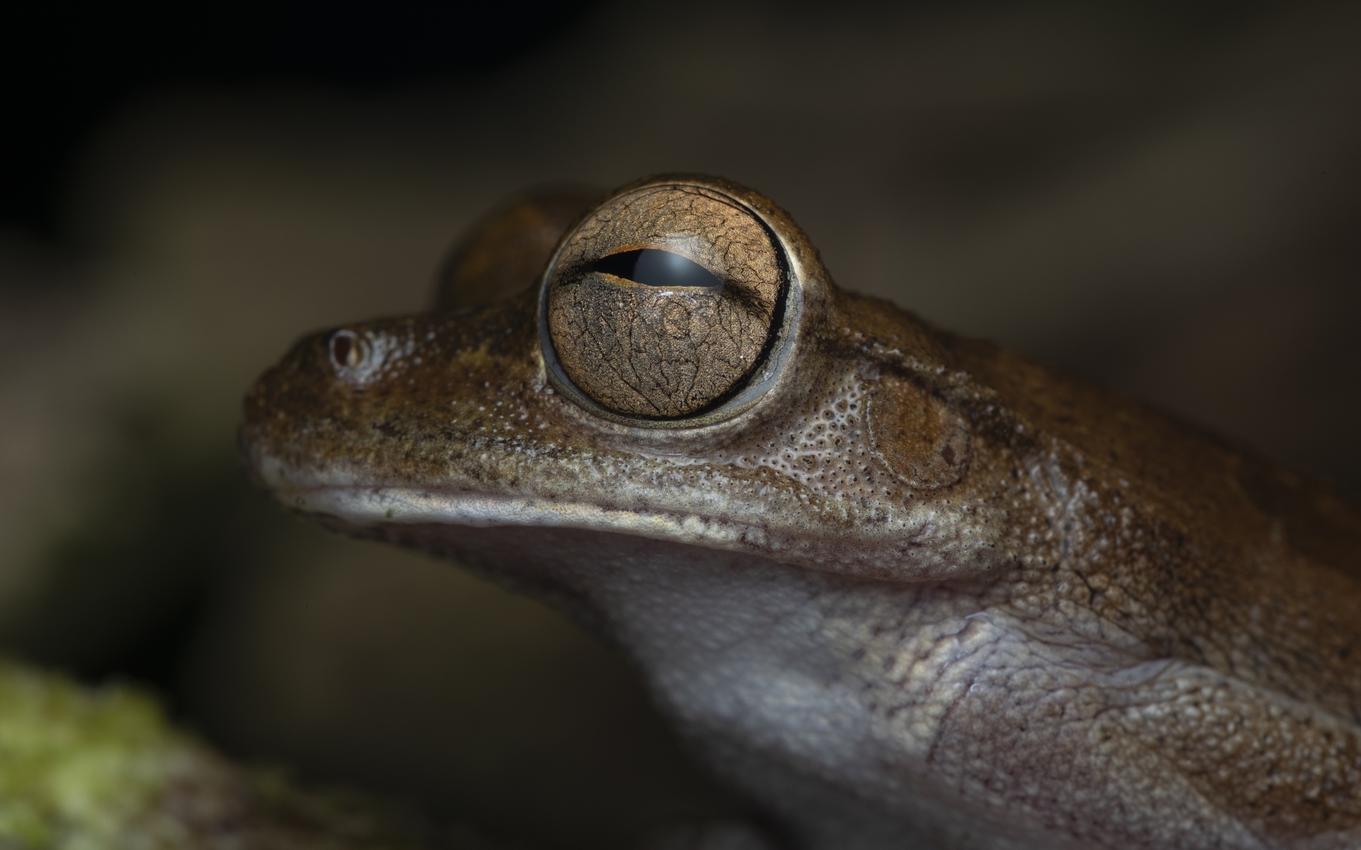 Жаба с большими глазами