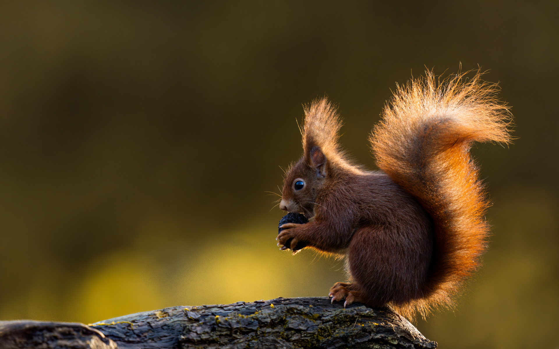 Маленькая белка в пушистым хвостом грызет орех