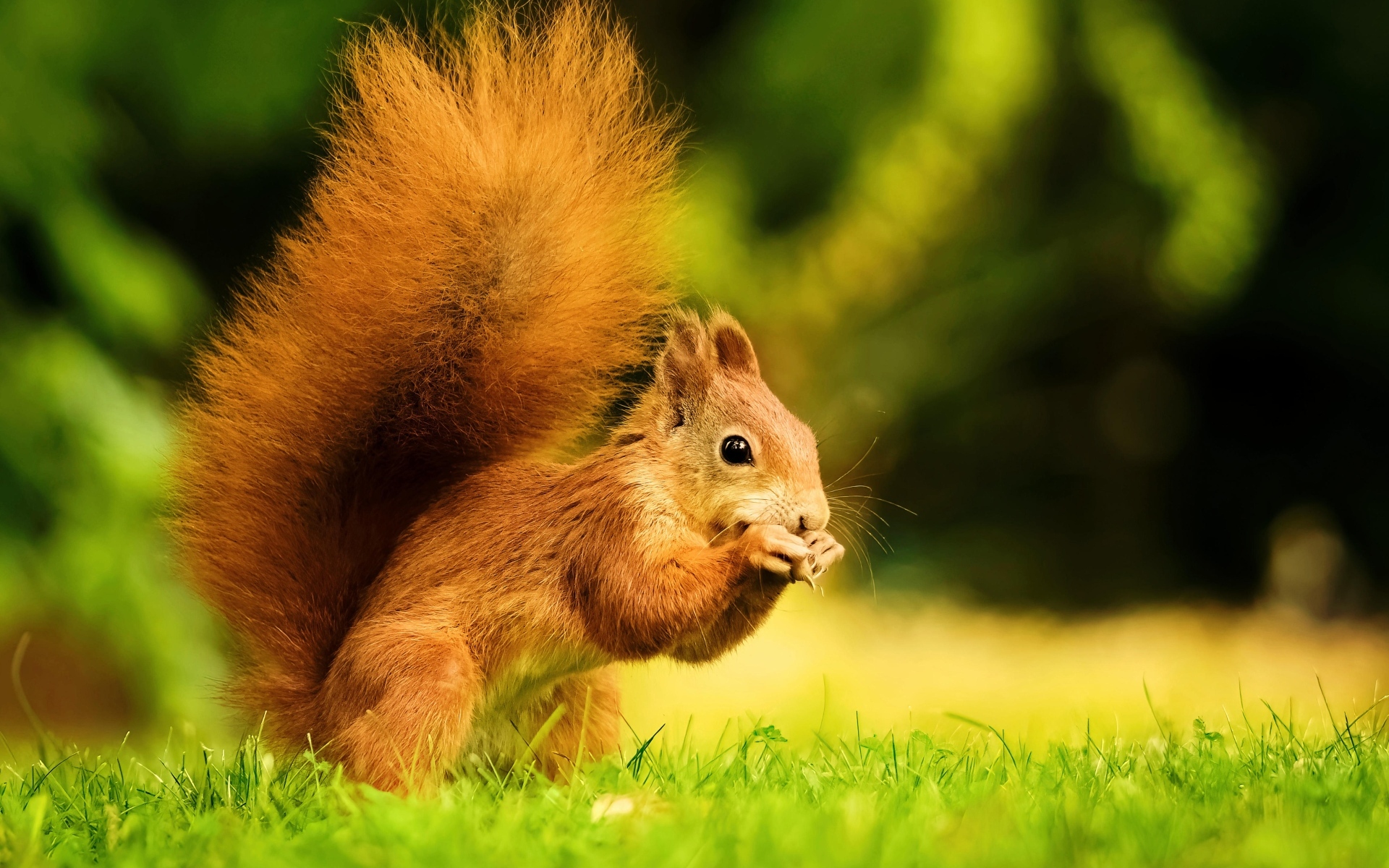 Красивая рыжая белка с пушистым хвостом
