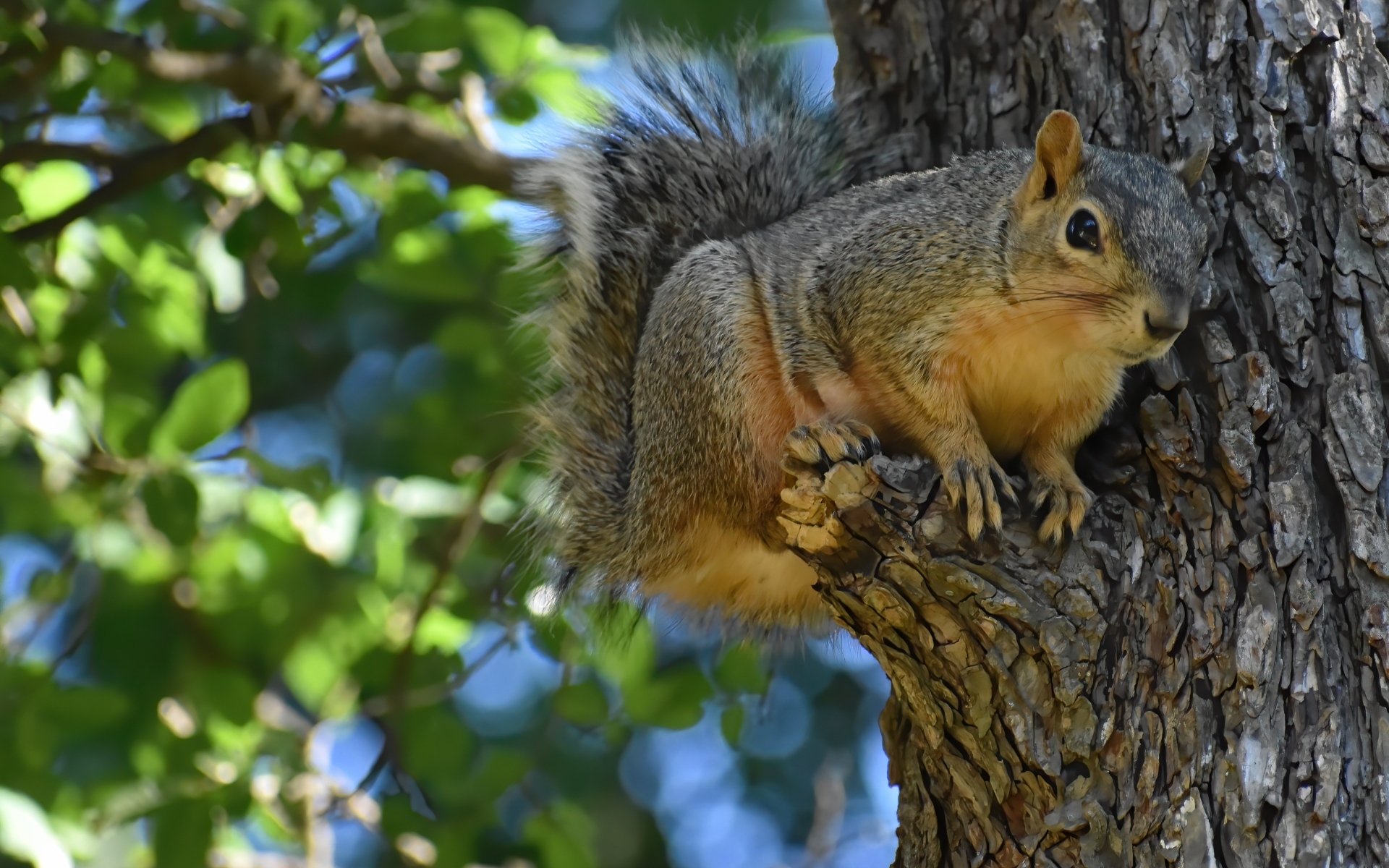 Любопытная белка на ветке дерева