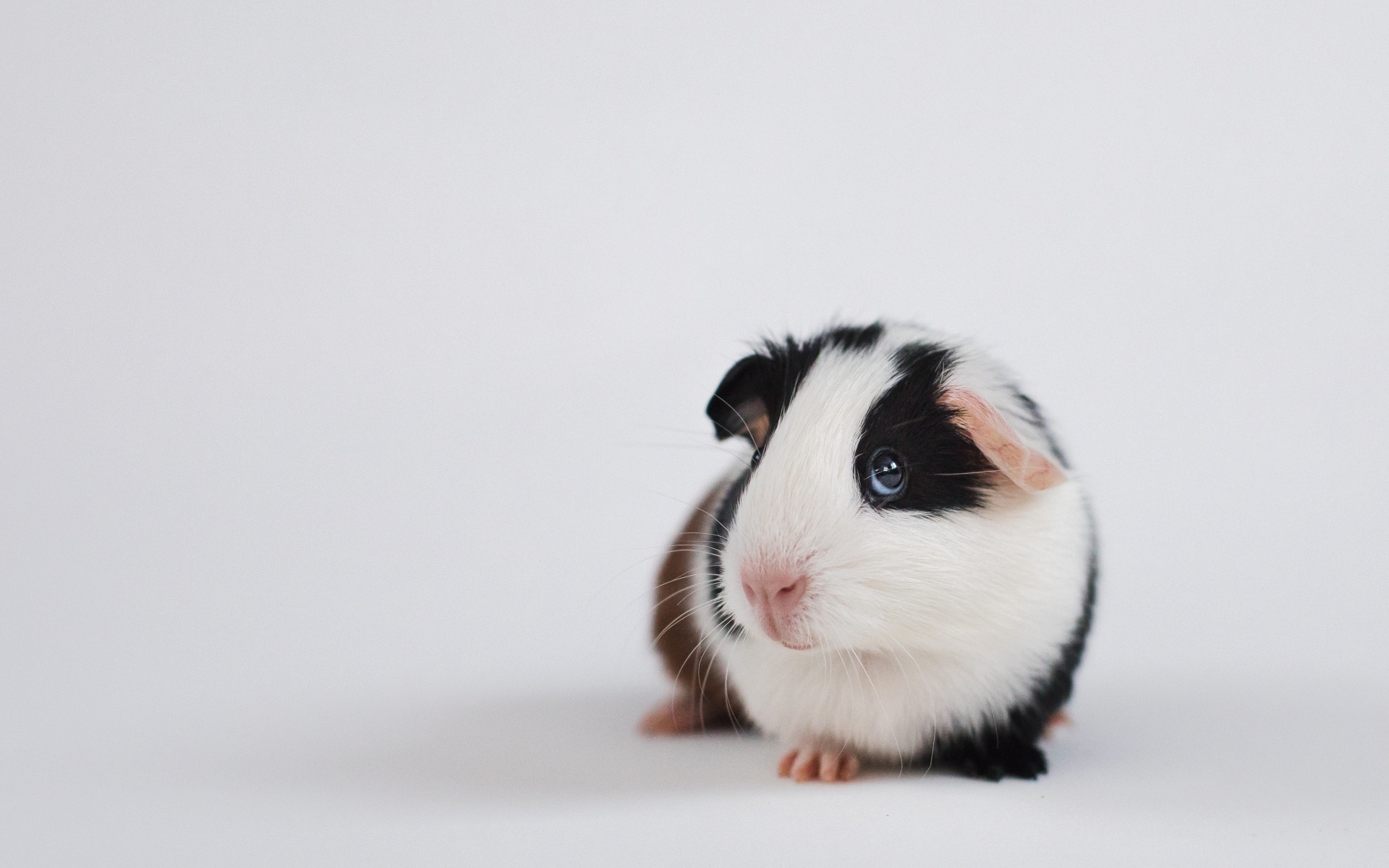 Милая морская свинка на сером фоне