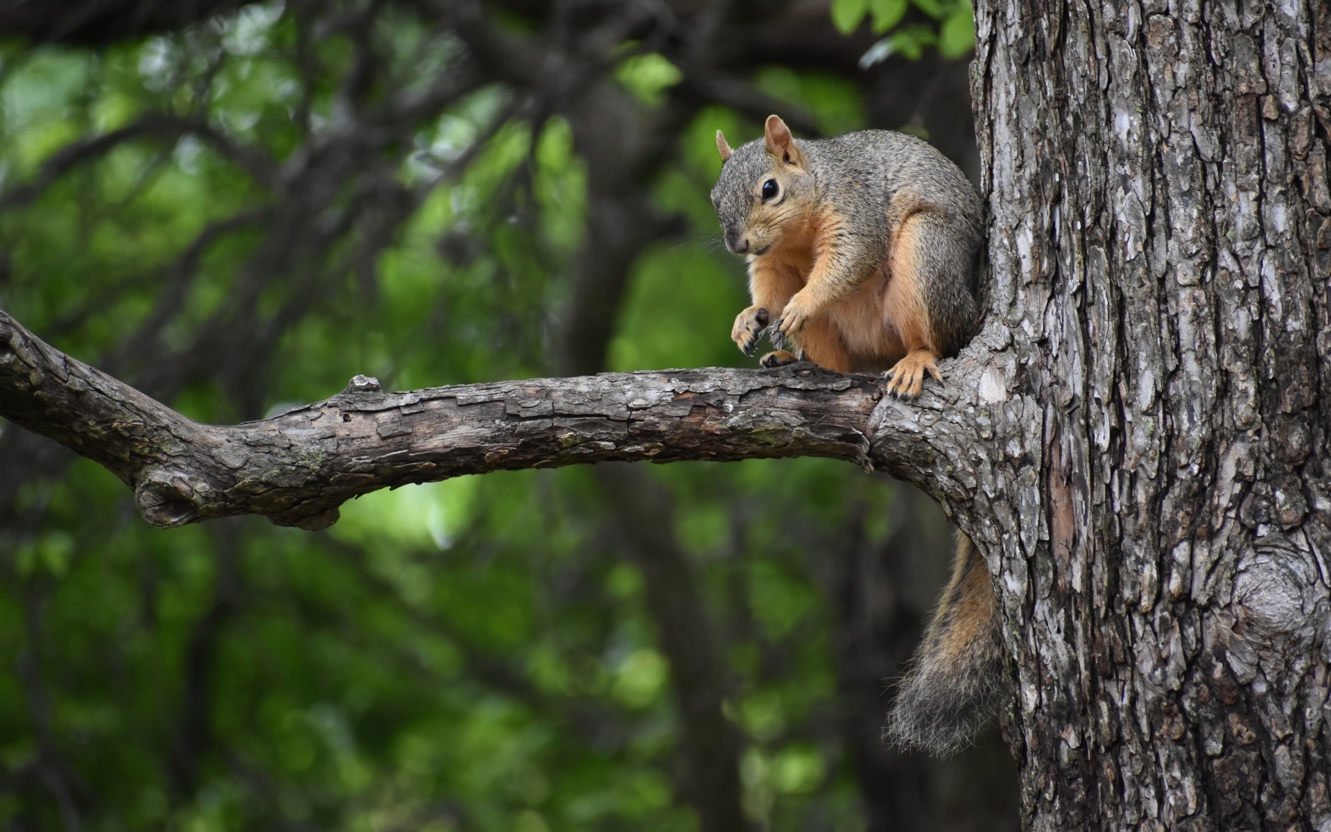 Толстая белка сидит на ветке дерева