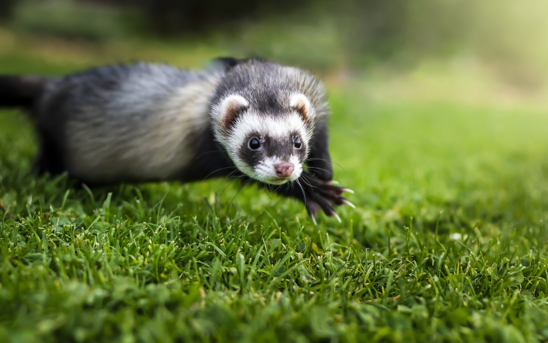 Funny ferret on green grass