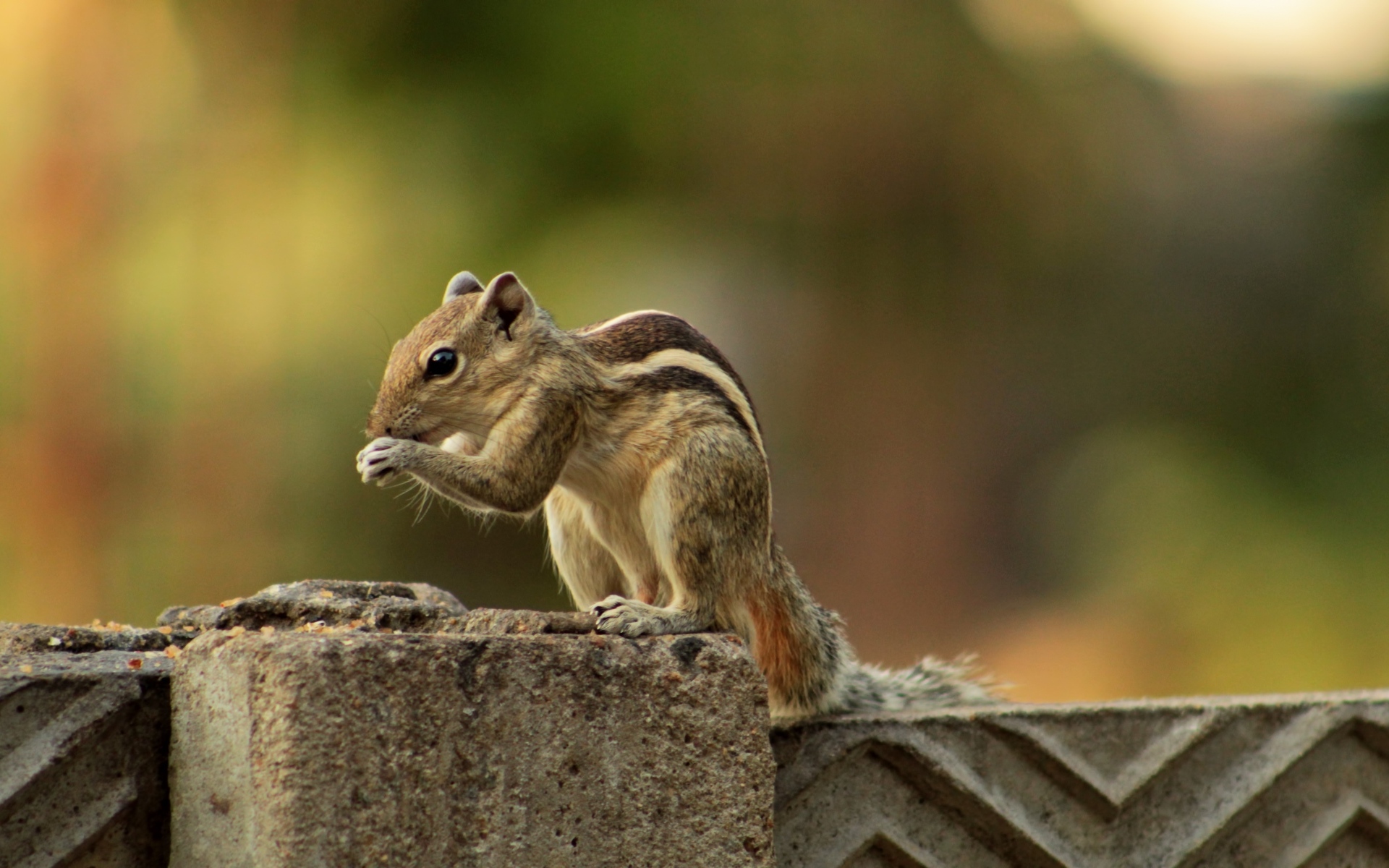 Маленький бурундук на заборе