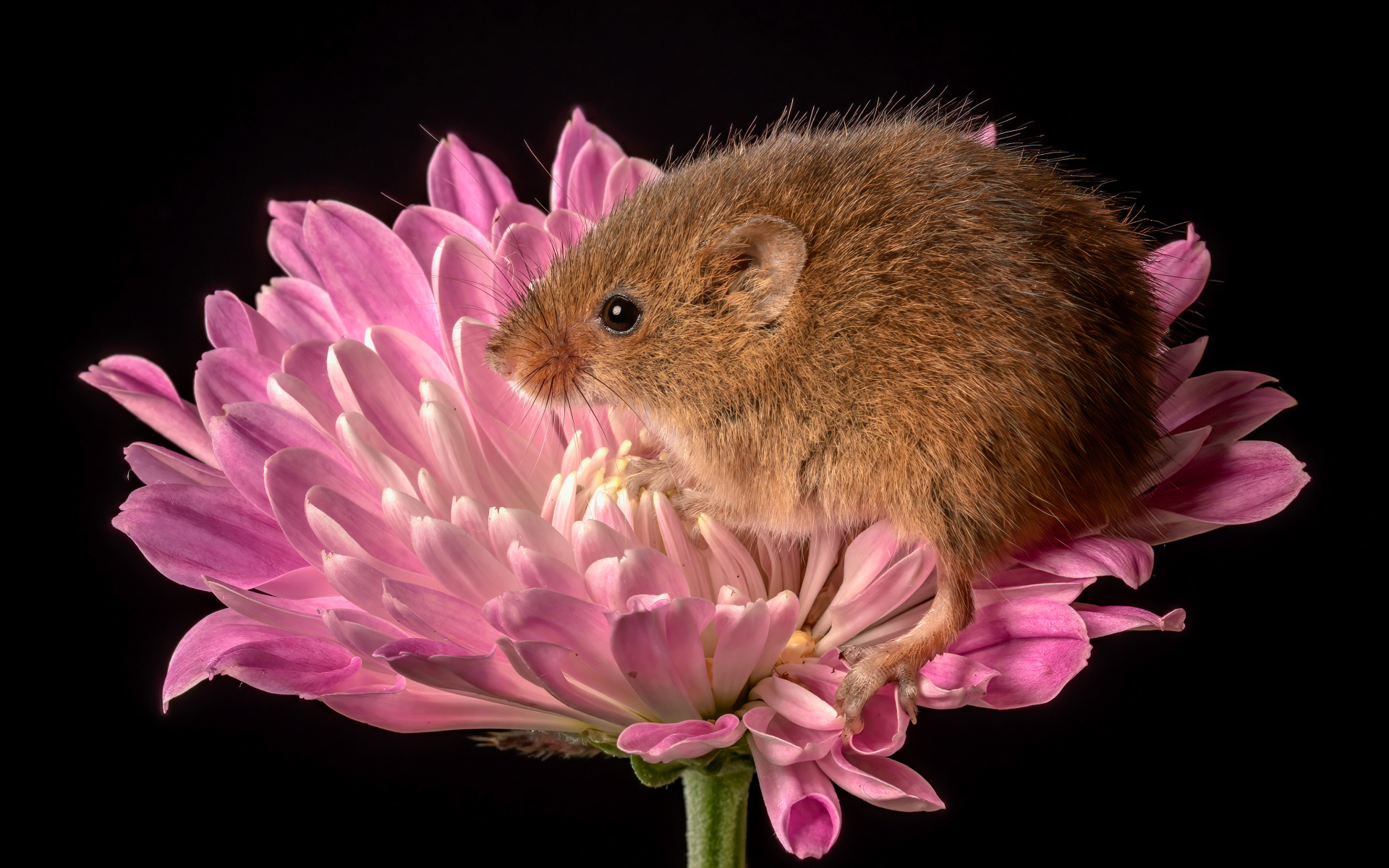 Маленькая мышь сидит в розовом цветке