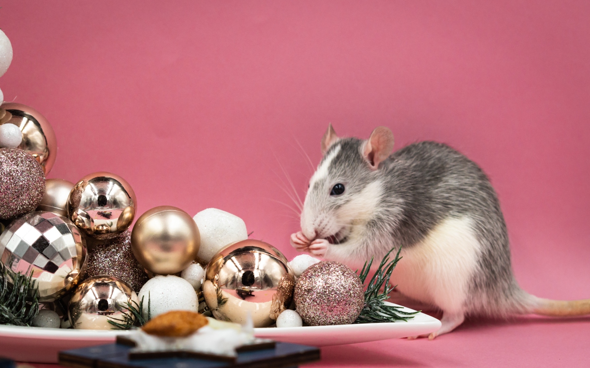 Маленькая крыса с игрушками на розовом фоне