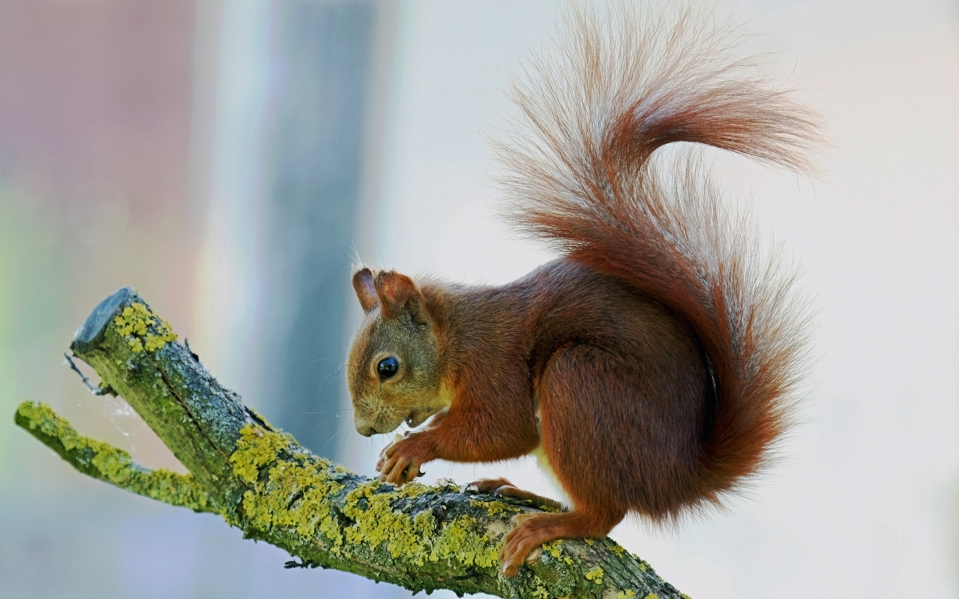 Маленькая рыжая белка на покрытой мхом ветке