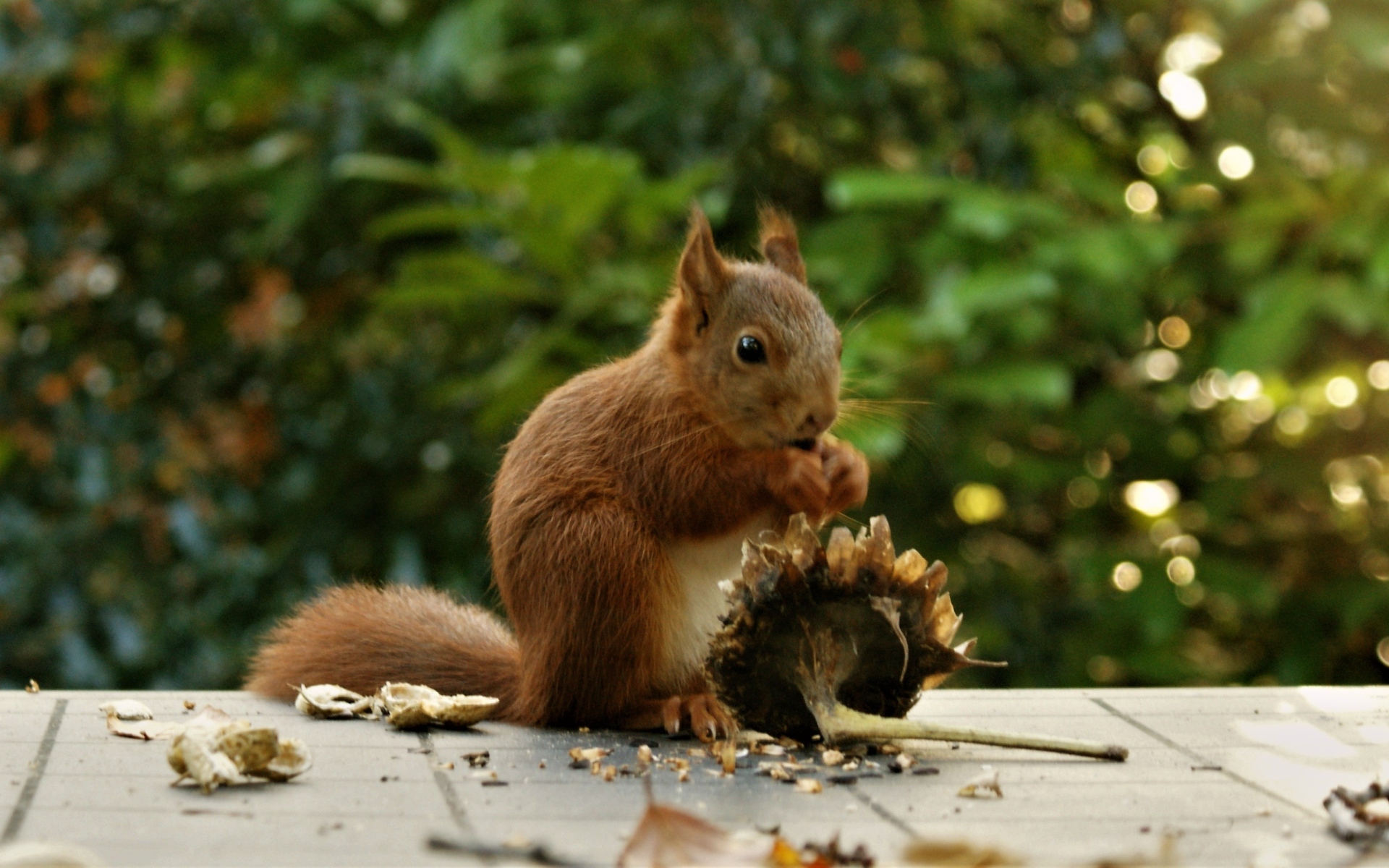 Белка грызет семечки на подсолнухе