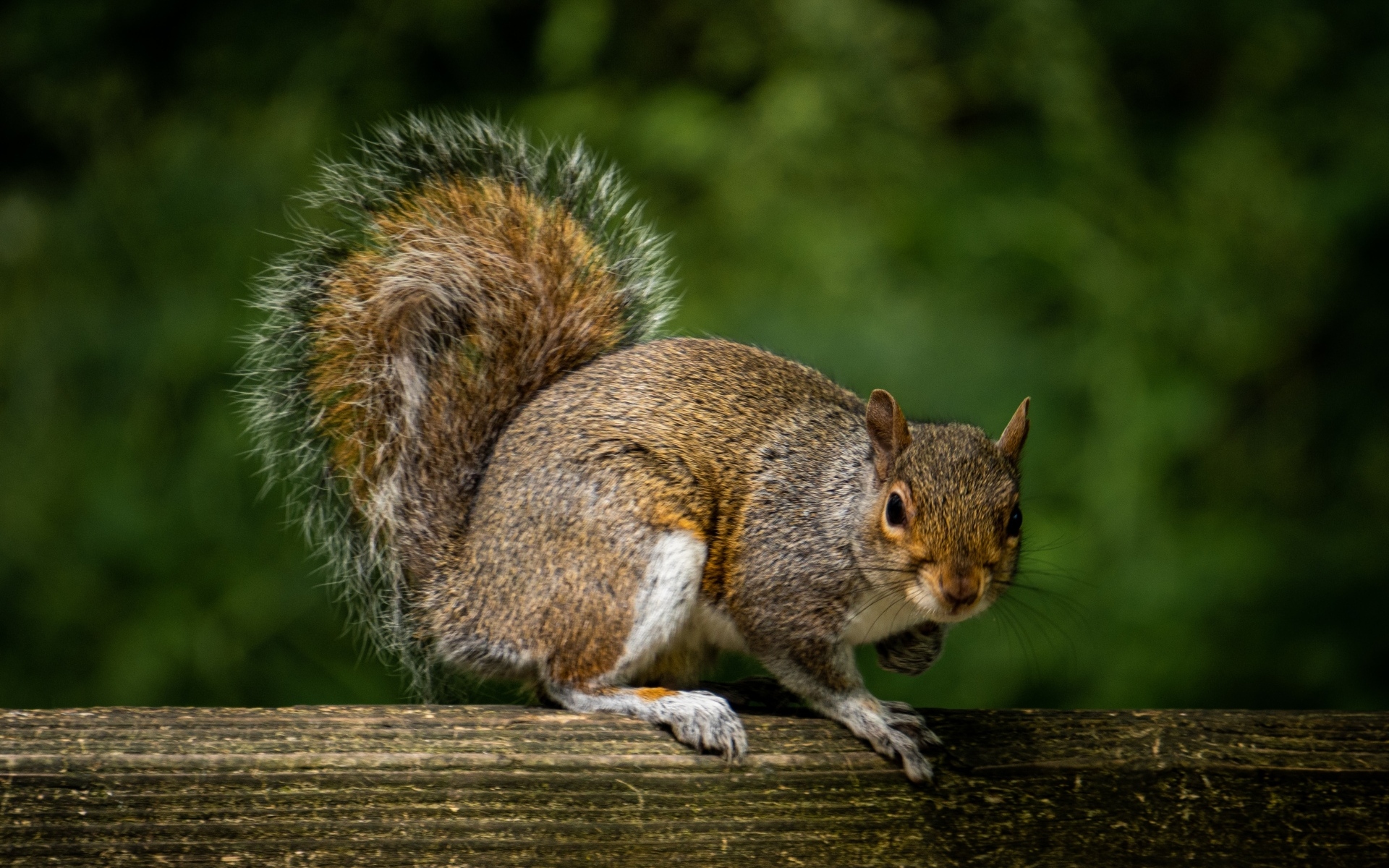Белка с большим пушистым хвостом