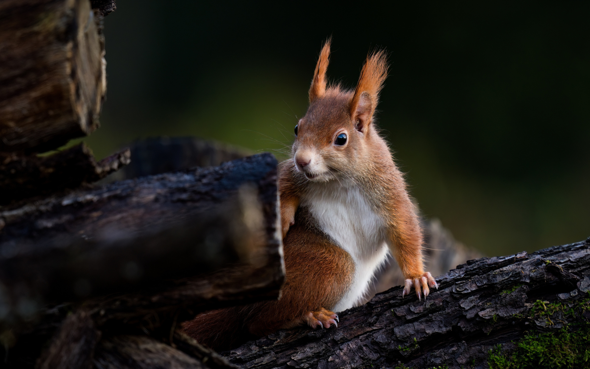 Удивленная белка сидит на дереве