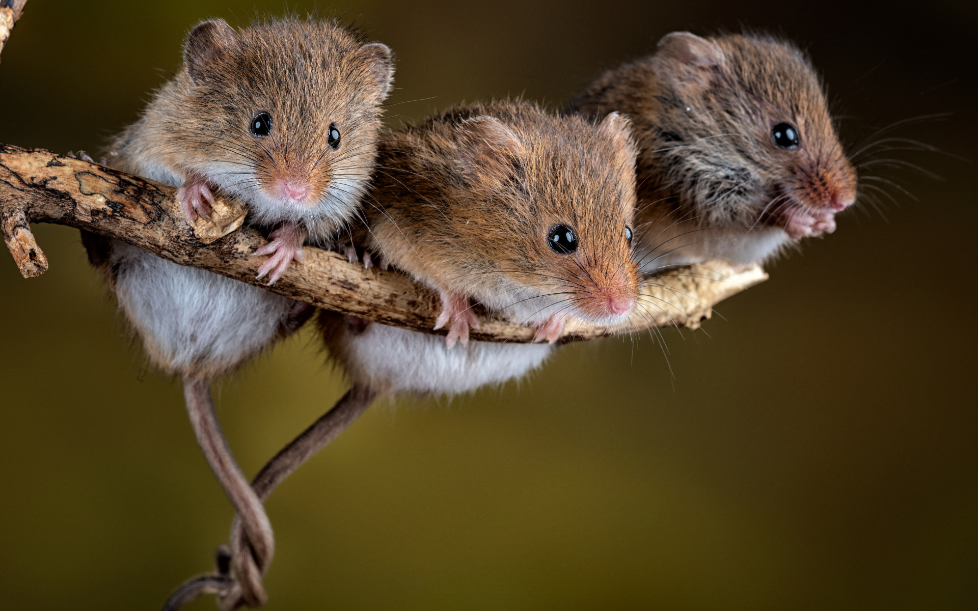 Три маленькие мышки на ветке