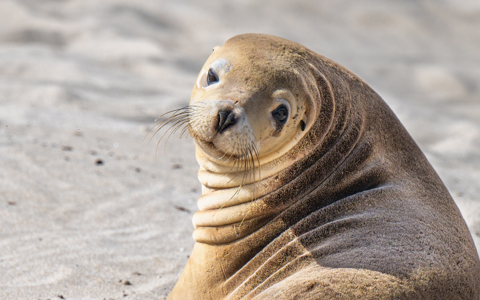 Морской лев лежит на песке
