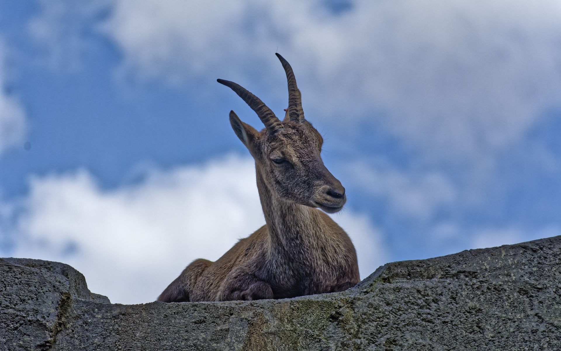 Газель с острыми рогами отдыхает на камне