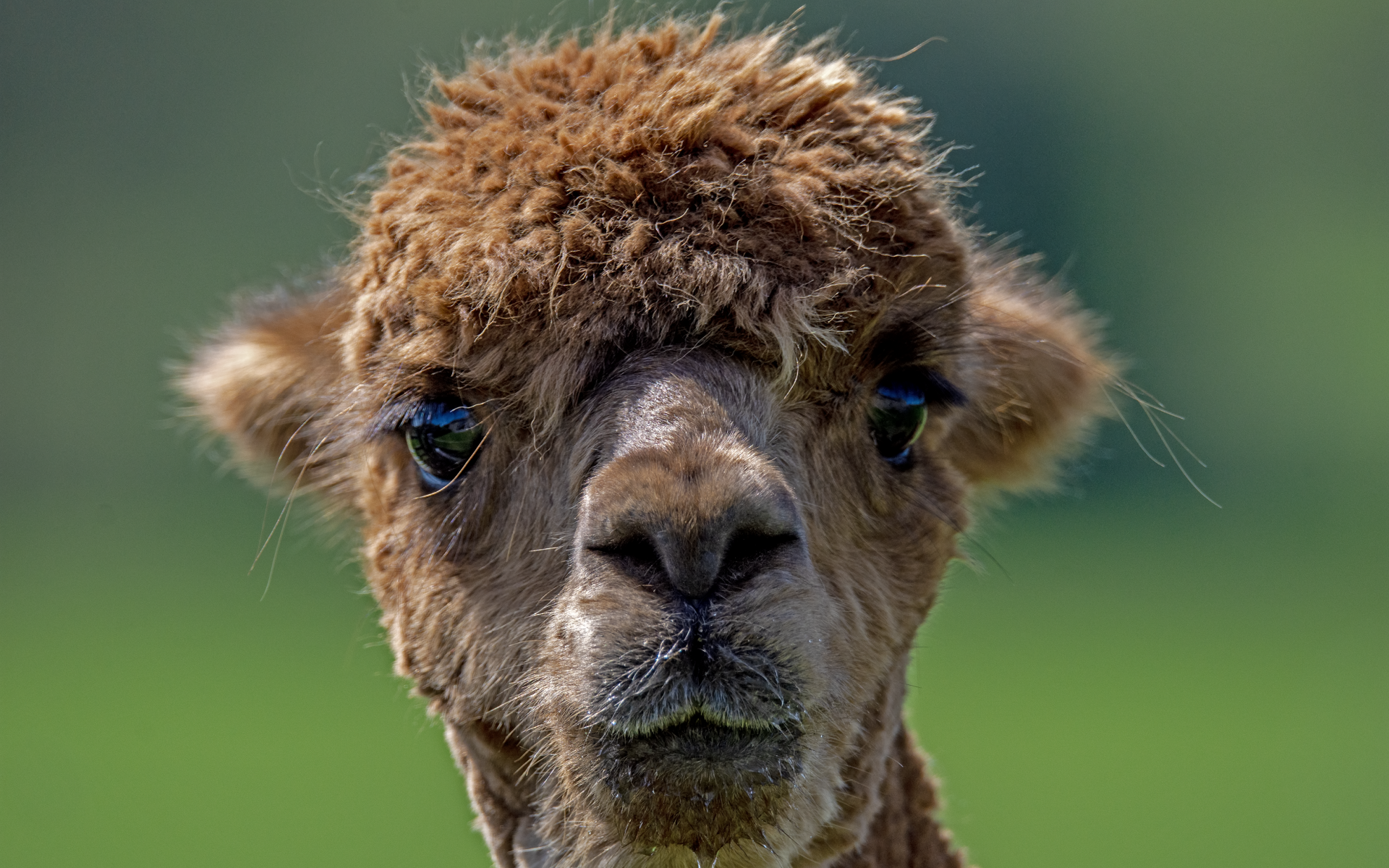 Морда альпаки крупным планом