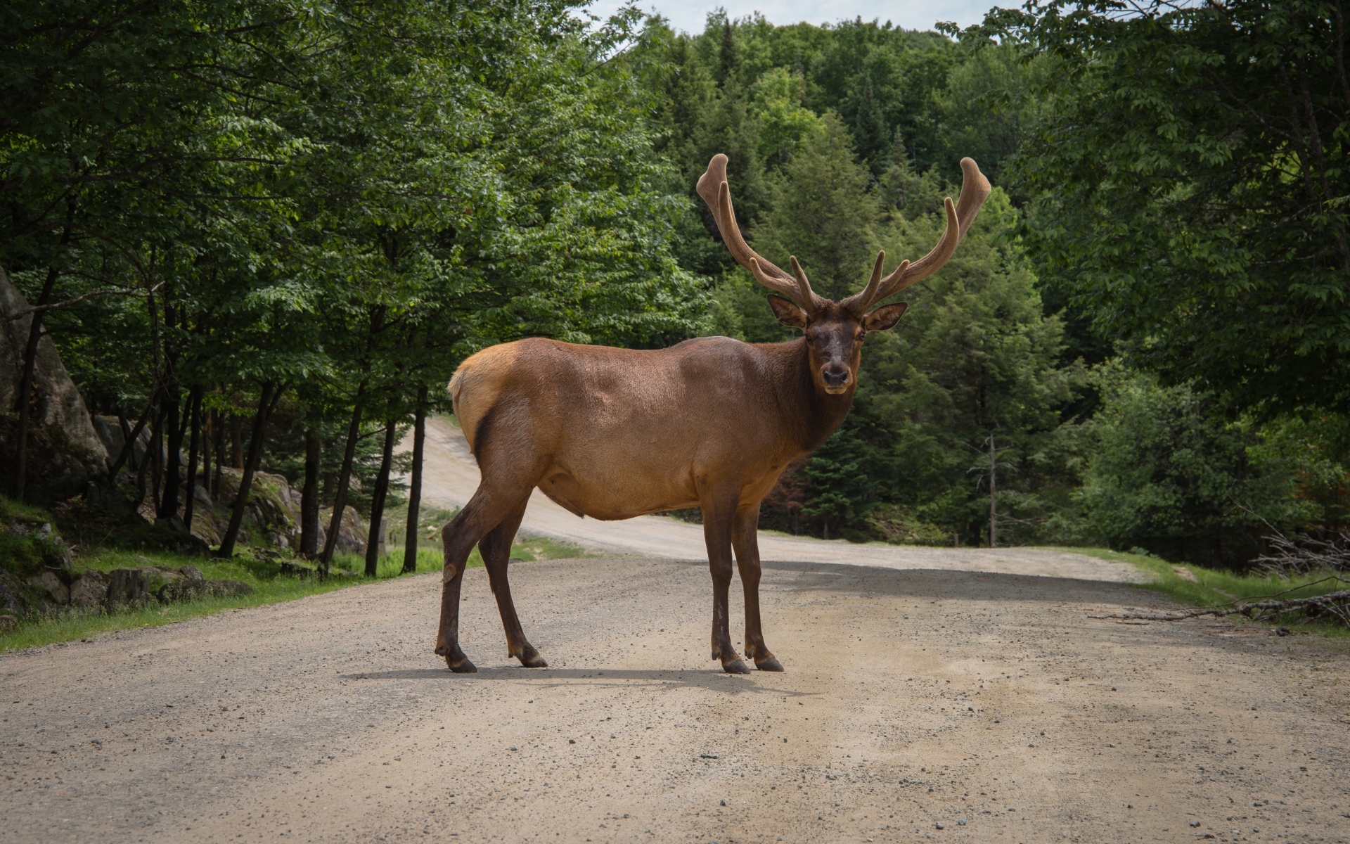 Большой рогатый олень на дороге