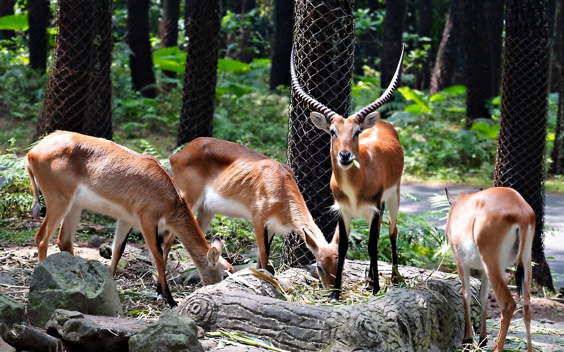 Газели в зоопарке
