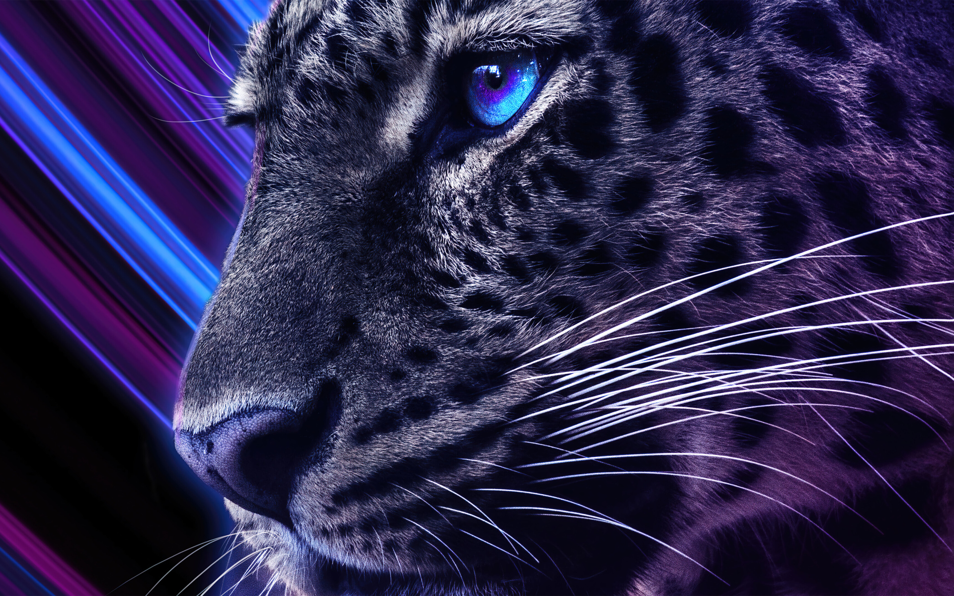 Голова леопарда с голубыми глазами