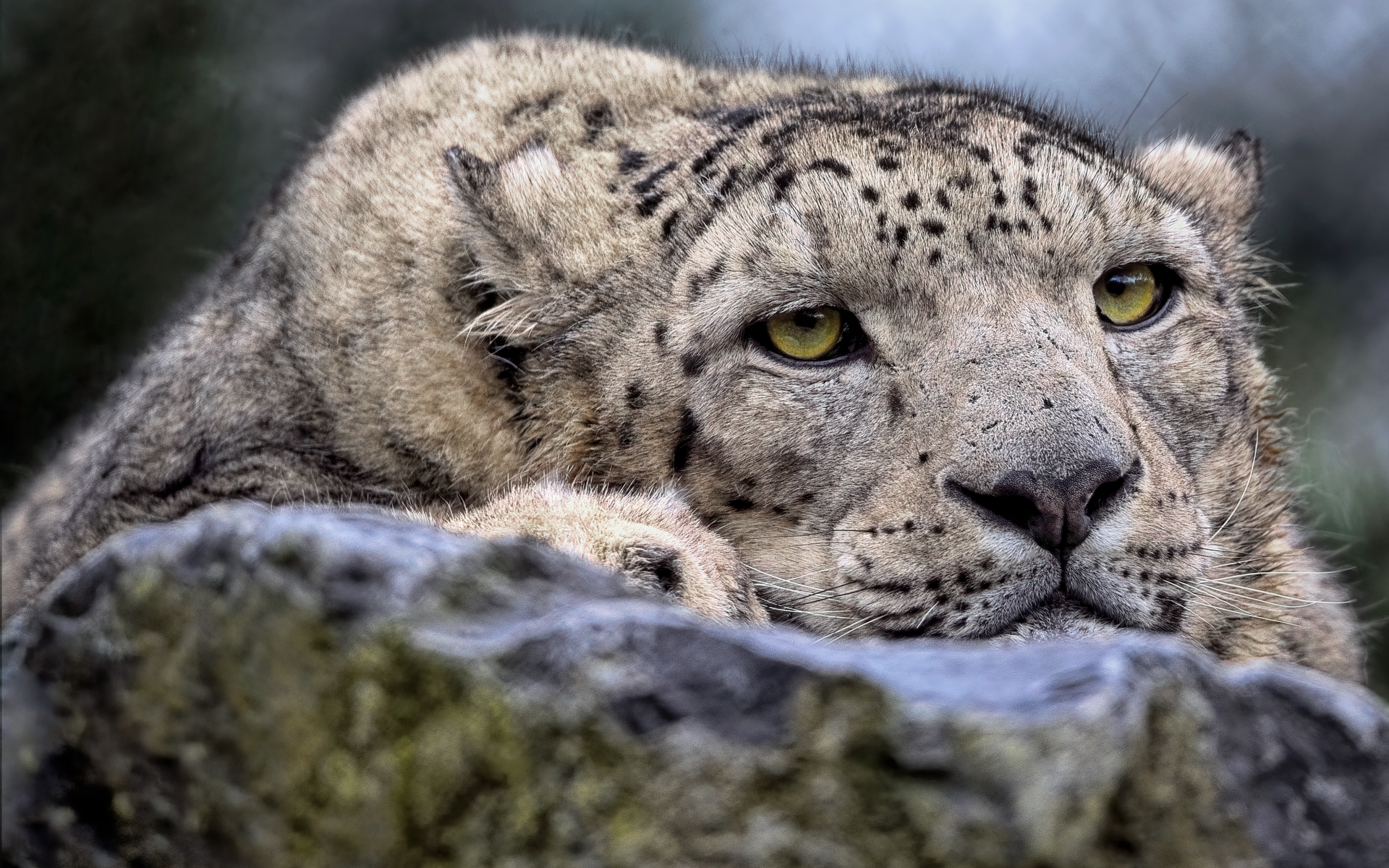 Снежный барс отдыхает на камне