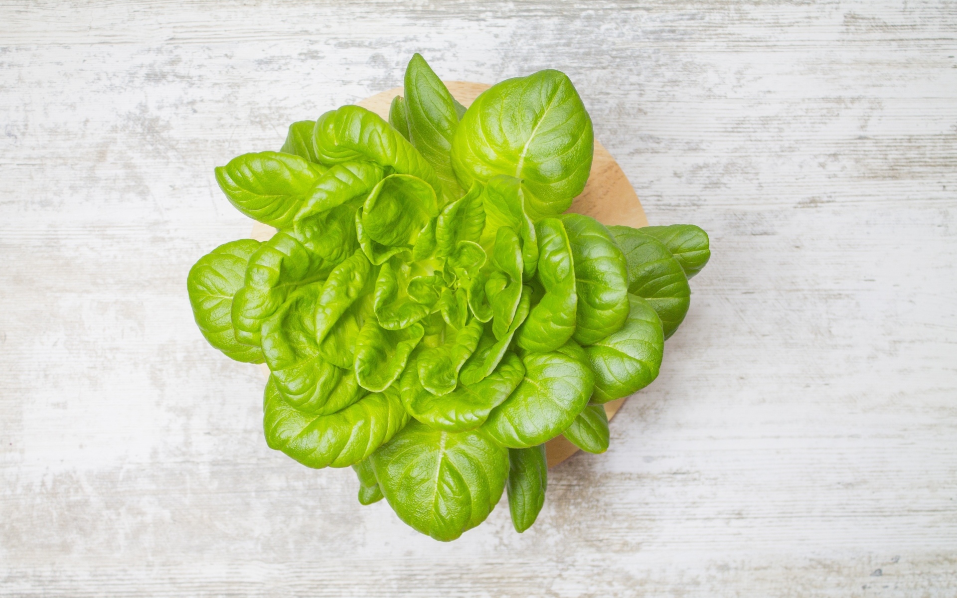 Свежий базилик на сером столе