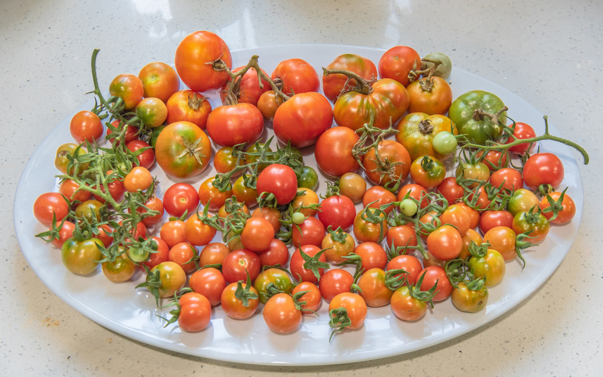 Большая белая тарелка с красными помидорами