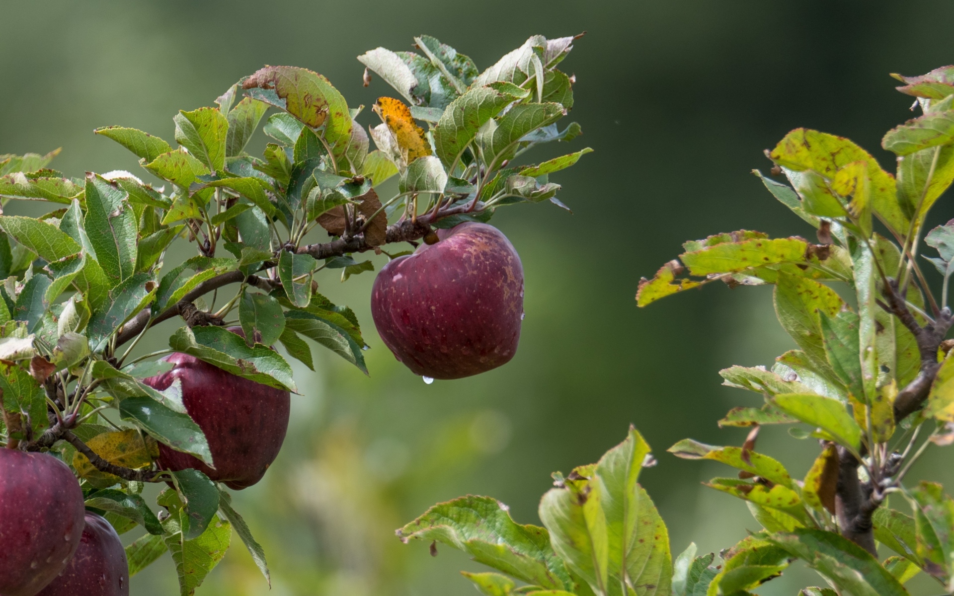 Большие красные яблоки на ветке дерева 
