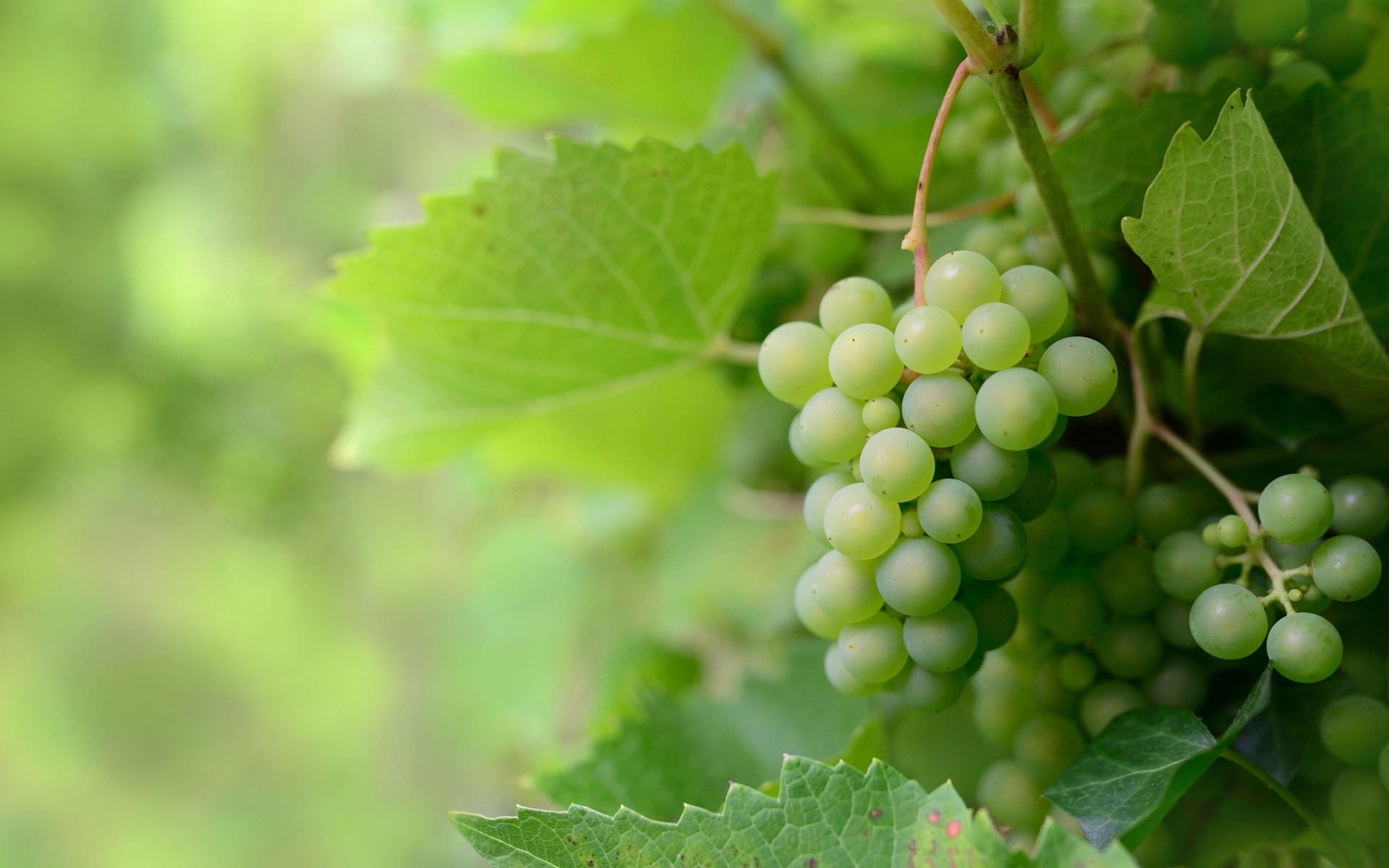 Гроздья зеленого винограда в листьях
