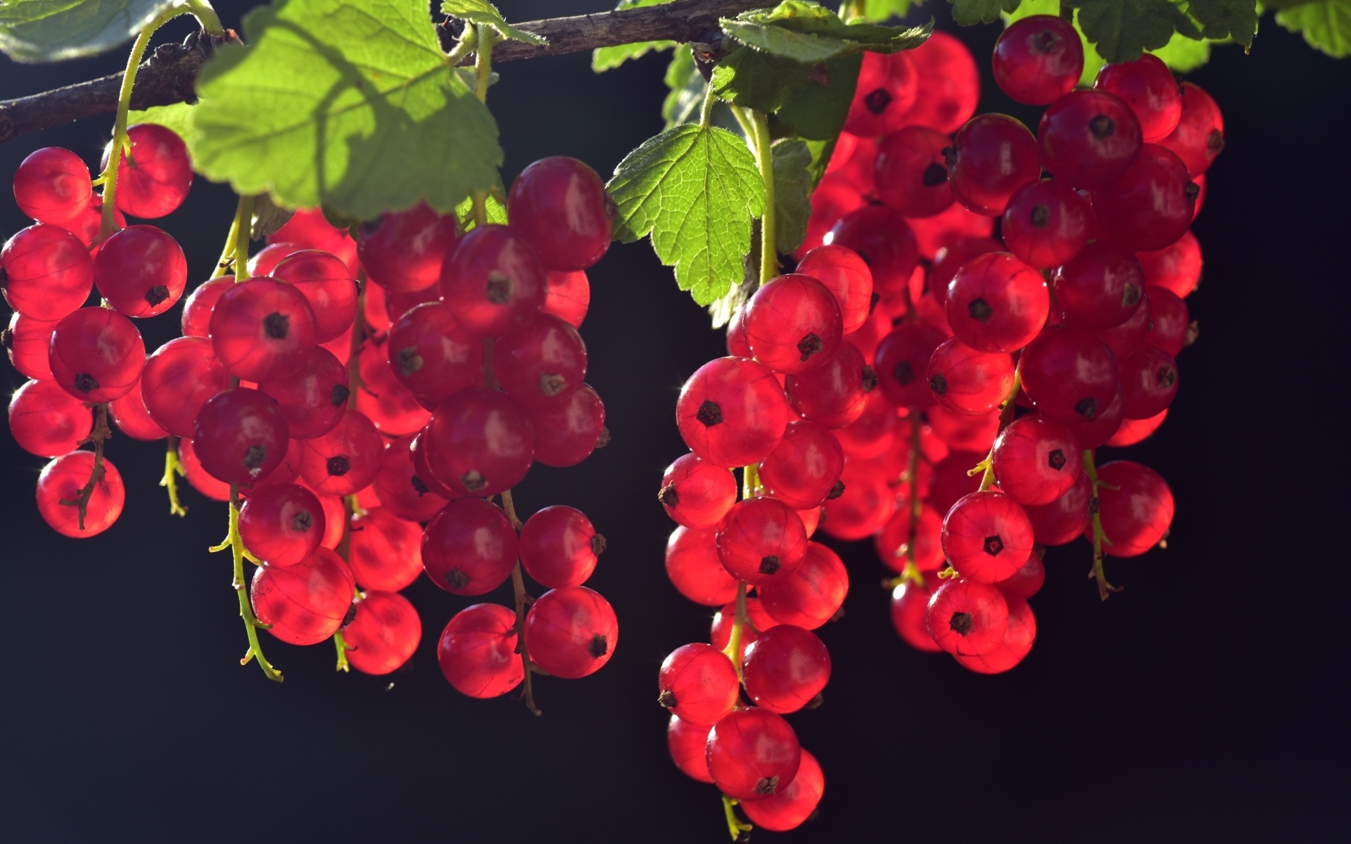 Гроздья красной смородины на ветке в лучах солнца