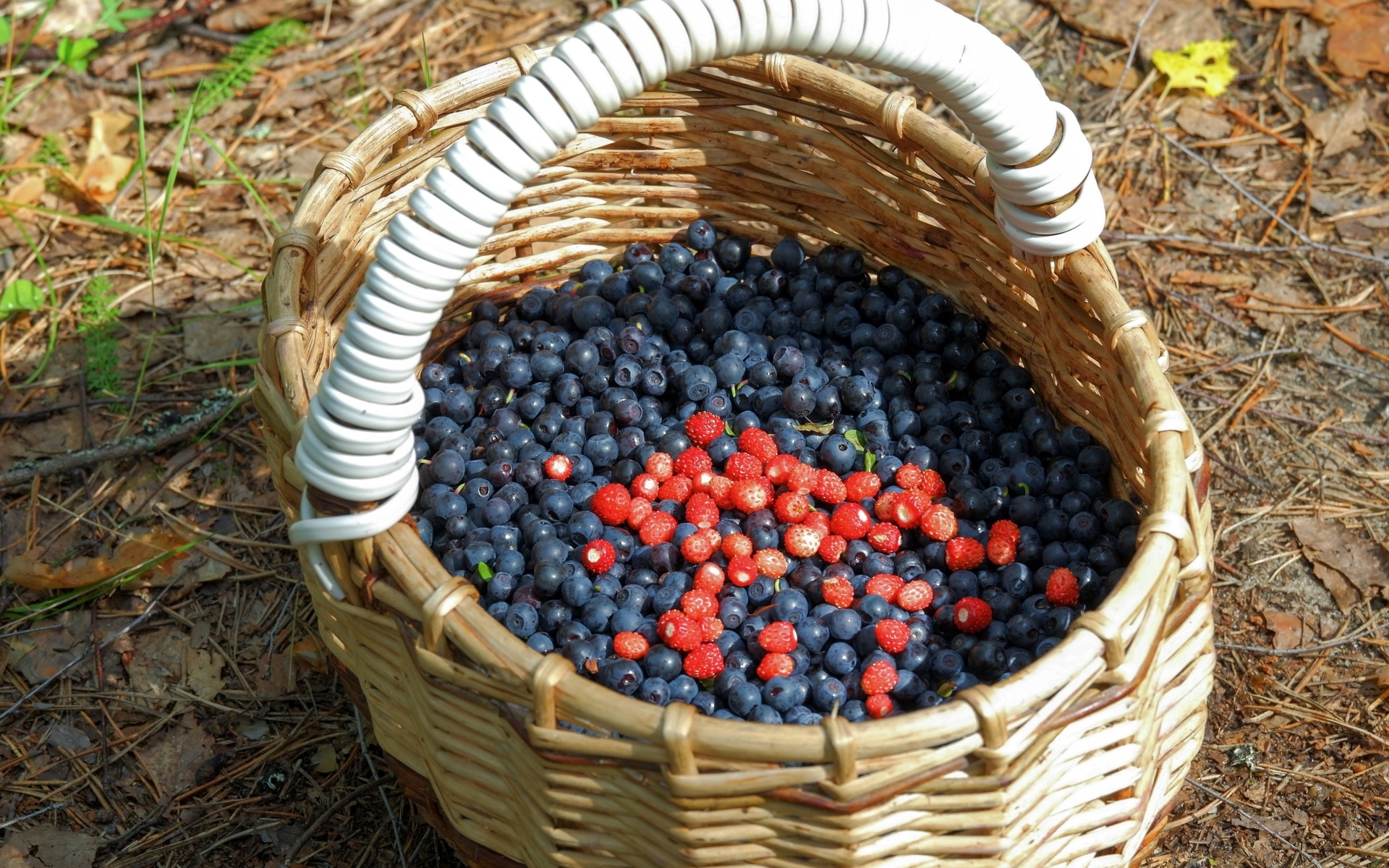 Большая корзина с ягодами черники в лесу