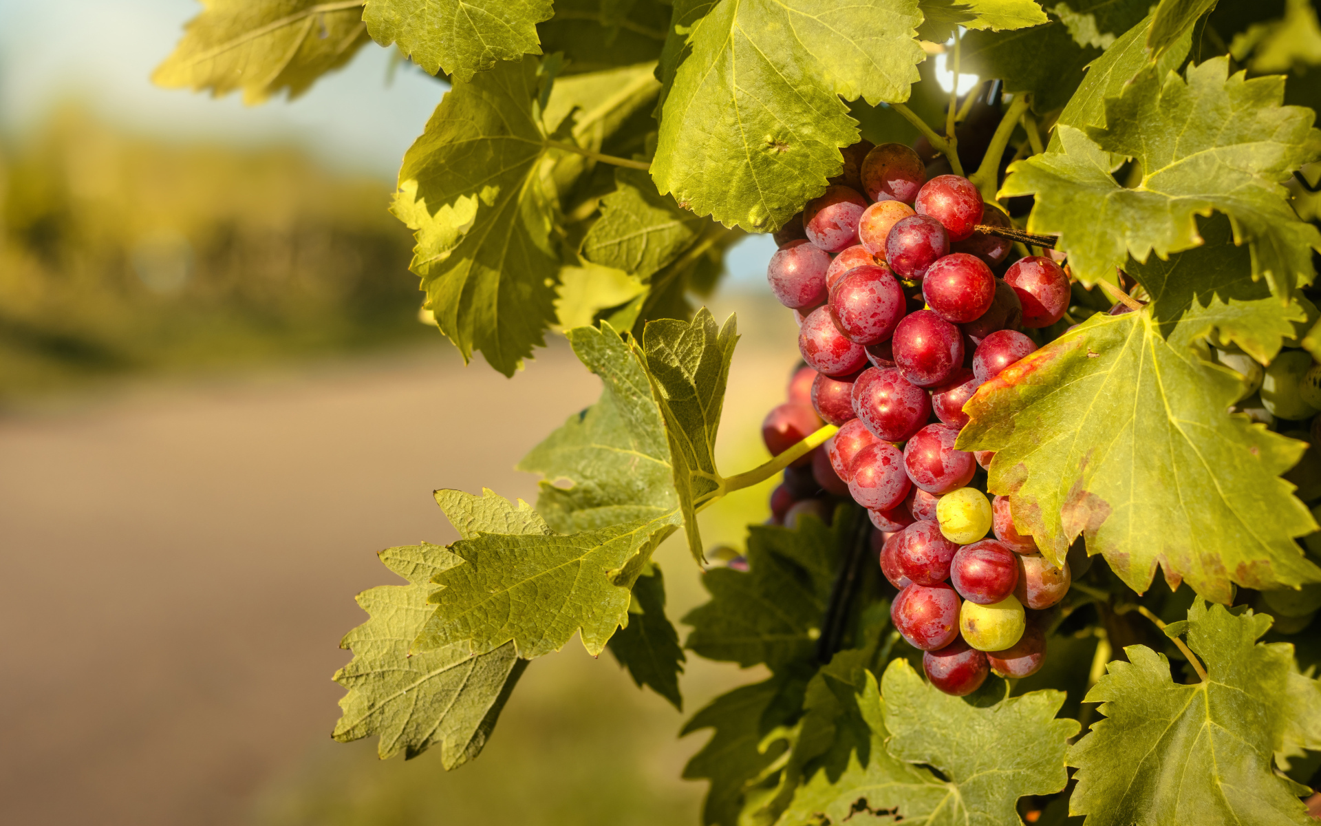 Спелая гроздь розового винограда в листьях