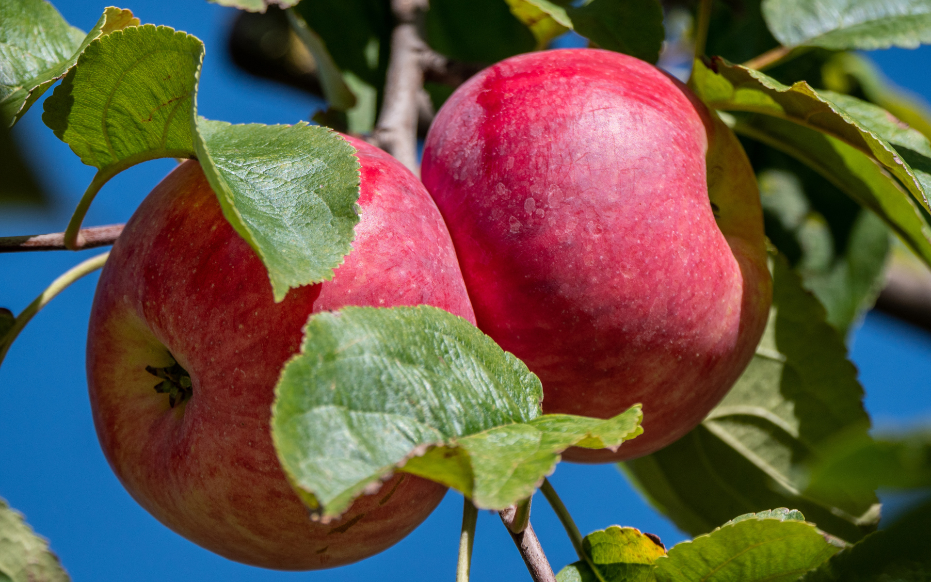 Два больших сочных яблока на ветке