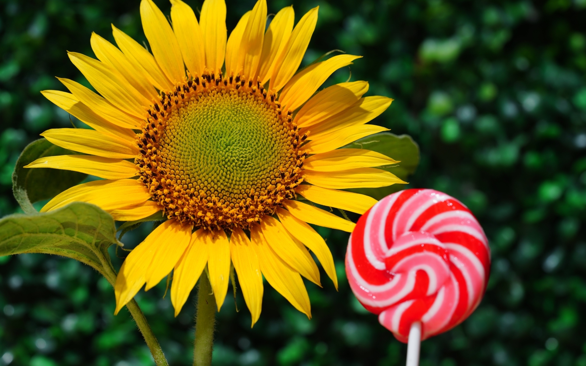 Конфета на палочке  с цветком подсолнуха