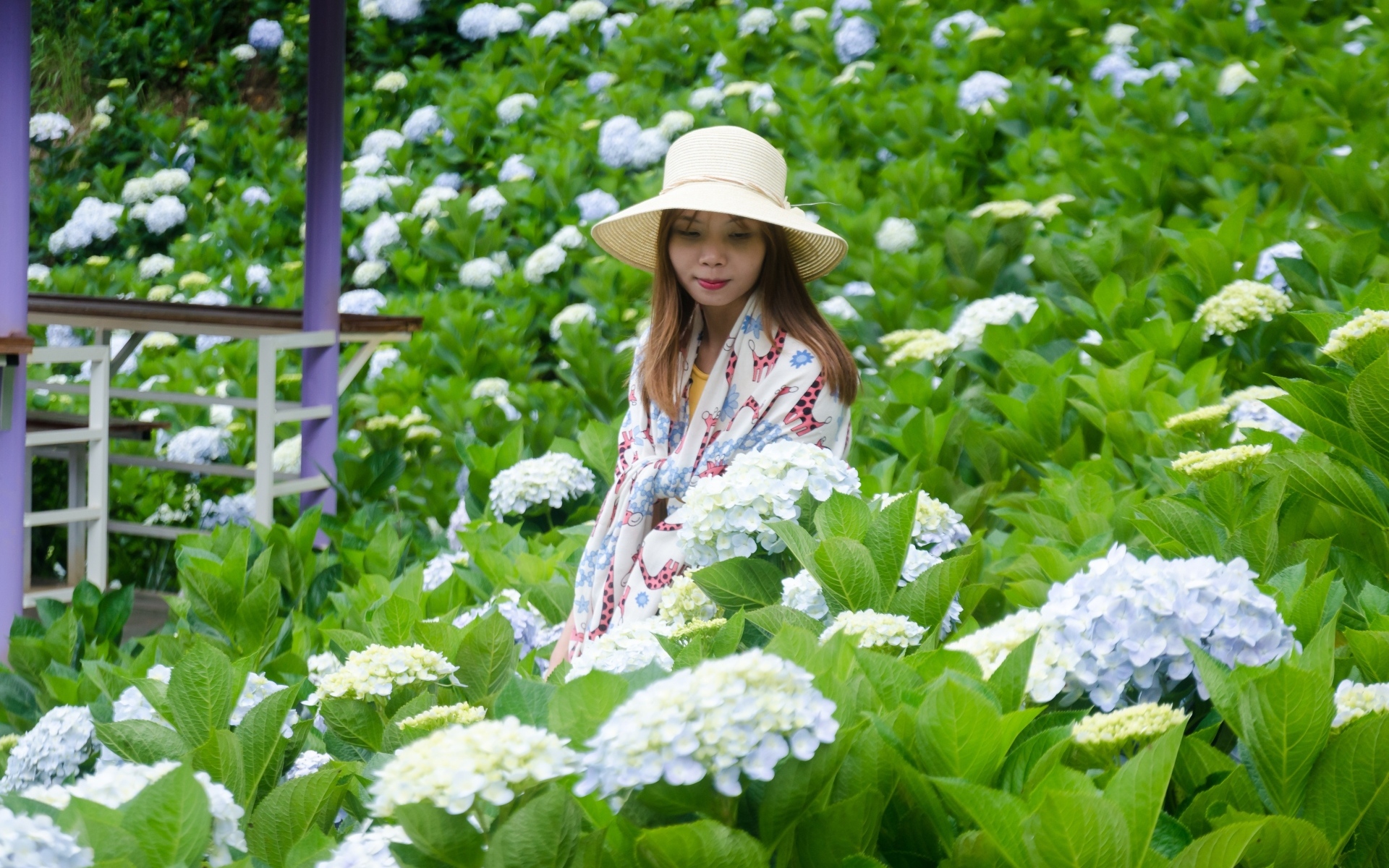 Девушка азиатка сидит в цветах гортензии