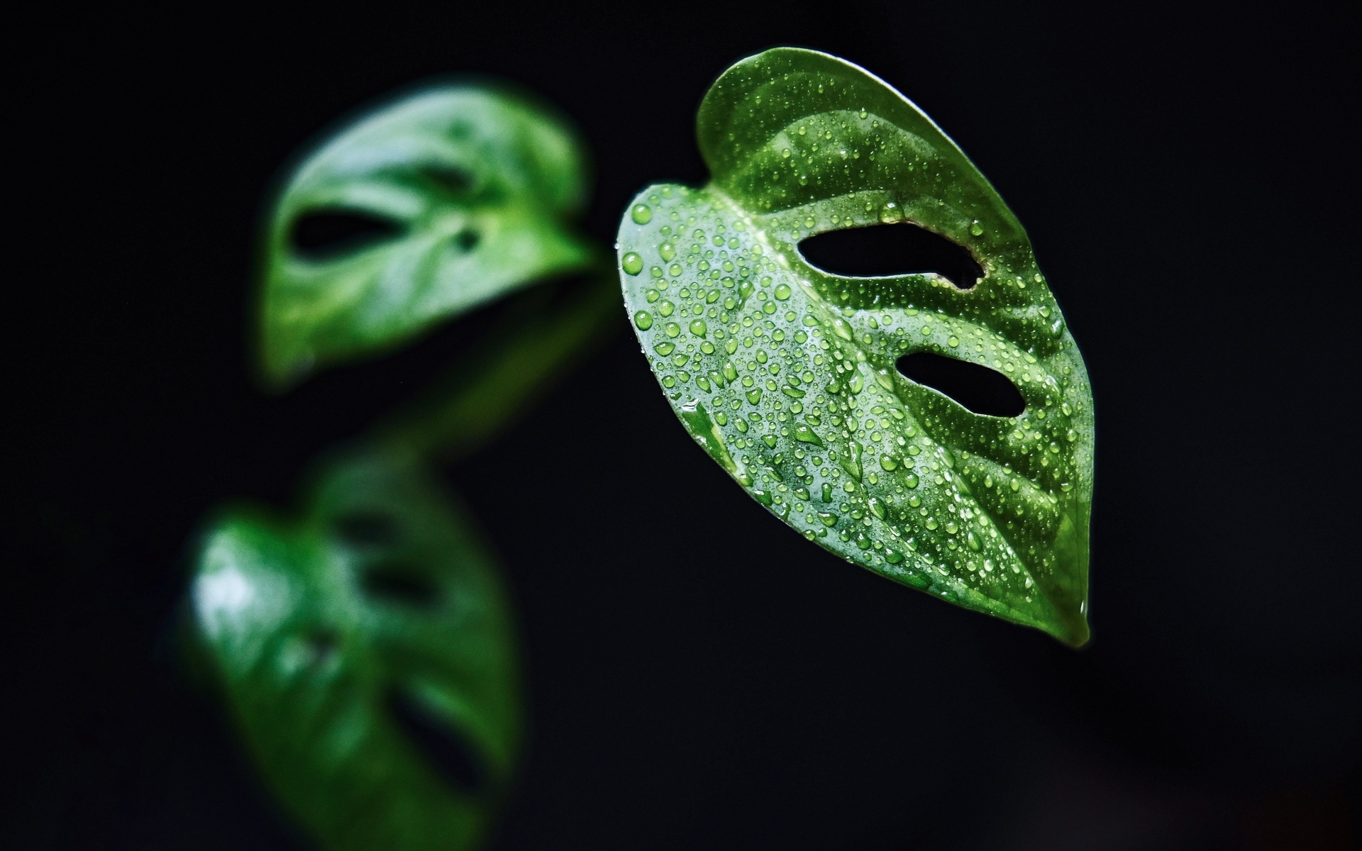 Зеленый лист в каплях росы на черном фоне