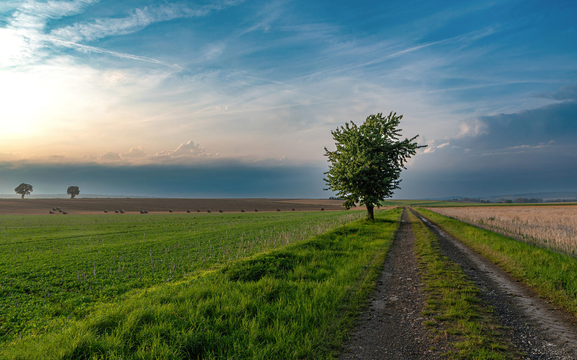 Зеленое дерево на поле под красивым небом летом