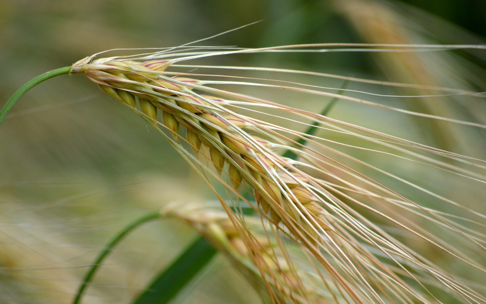 Большой колос пшеницы крупным планом