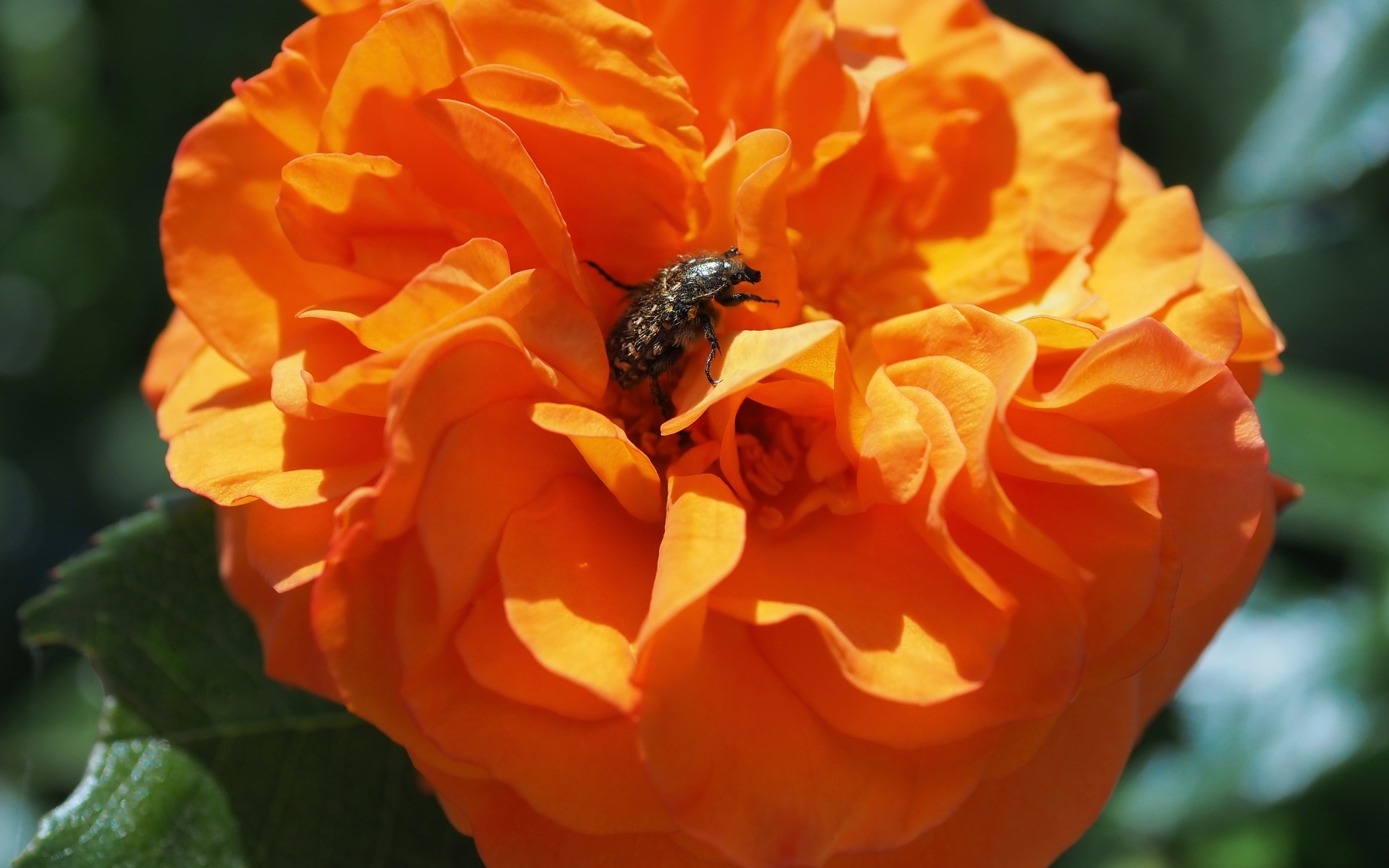 Жук сидит на красивом оранжевом цветке розы