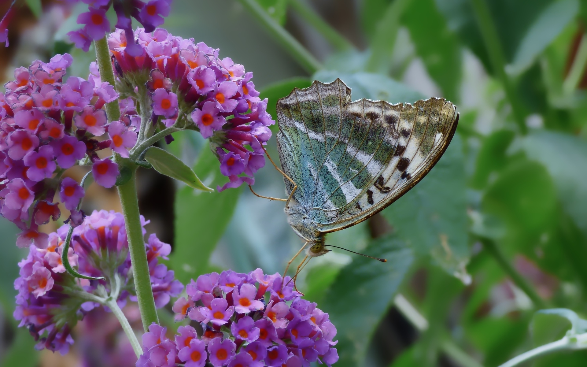 Бабочка сидит на мелких сиреневых цветах