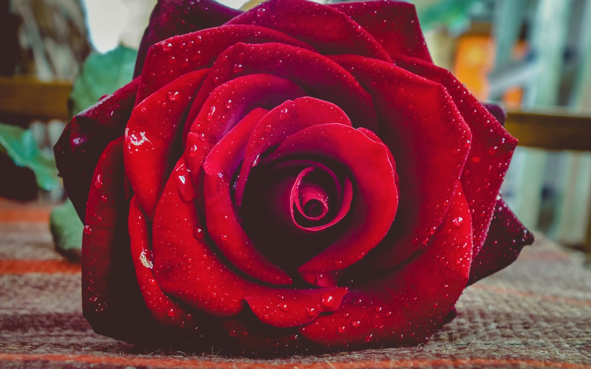 Красная роза в каплях росы лежит на полу