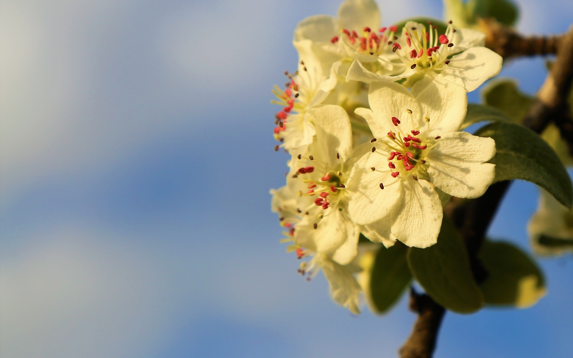 Ветка яблони с белыми цветами крупным планом