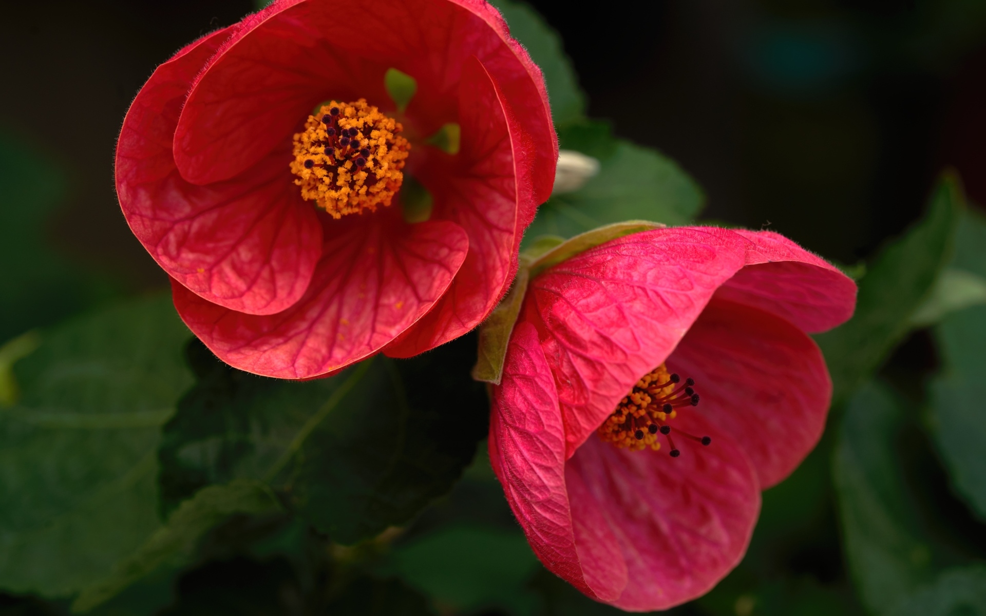 Красивый цветущий красный садовый цветок