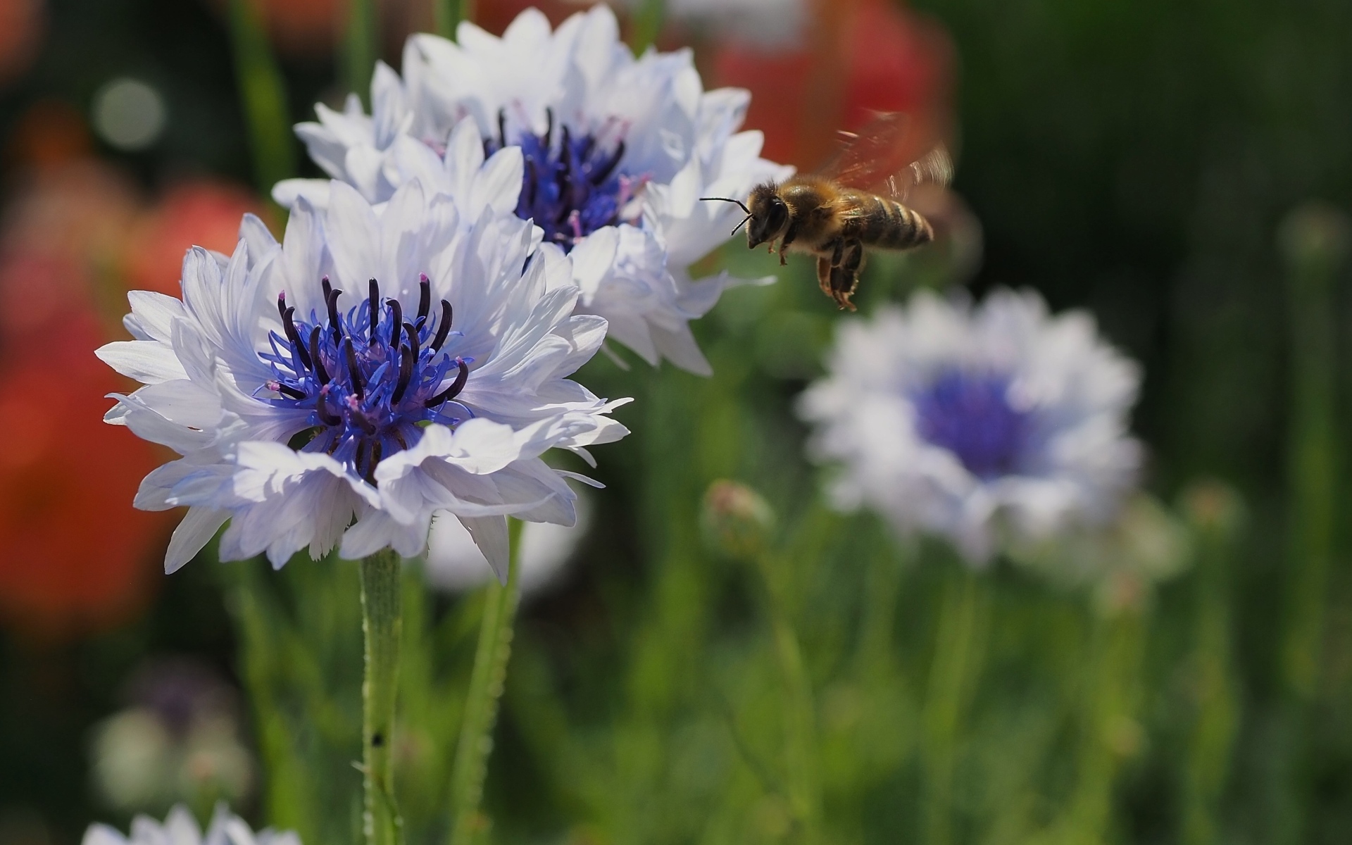 Красивые голубые цветы васильки с пчелой