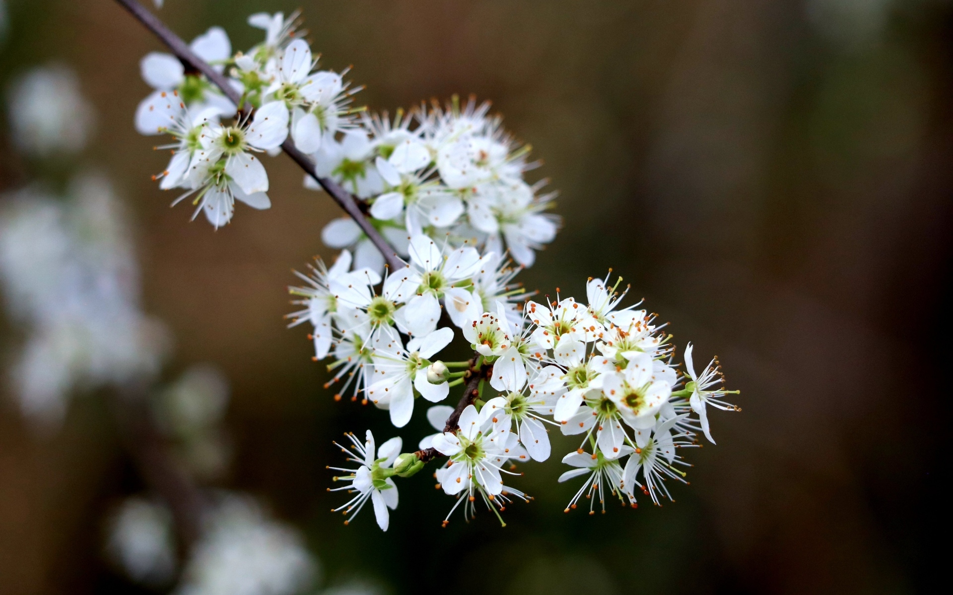 Красивая ветка с белыми цветами вишни на черном фоне весной
