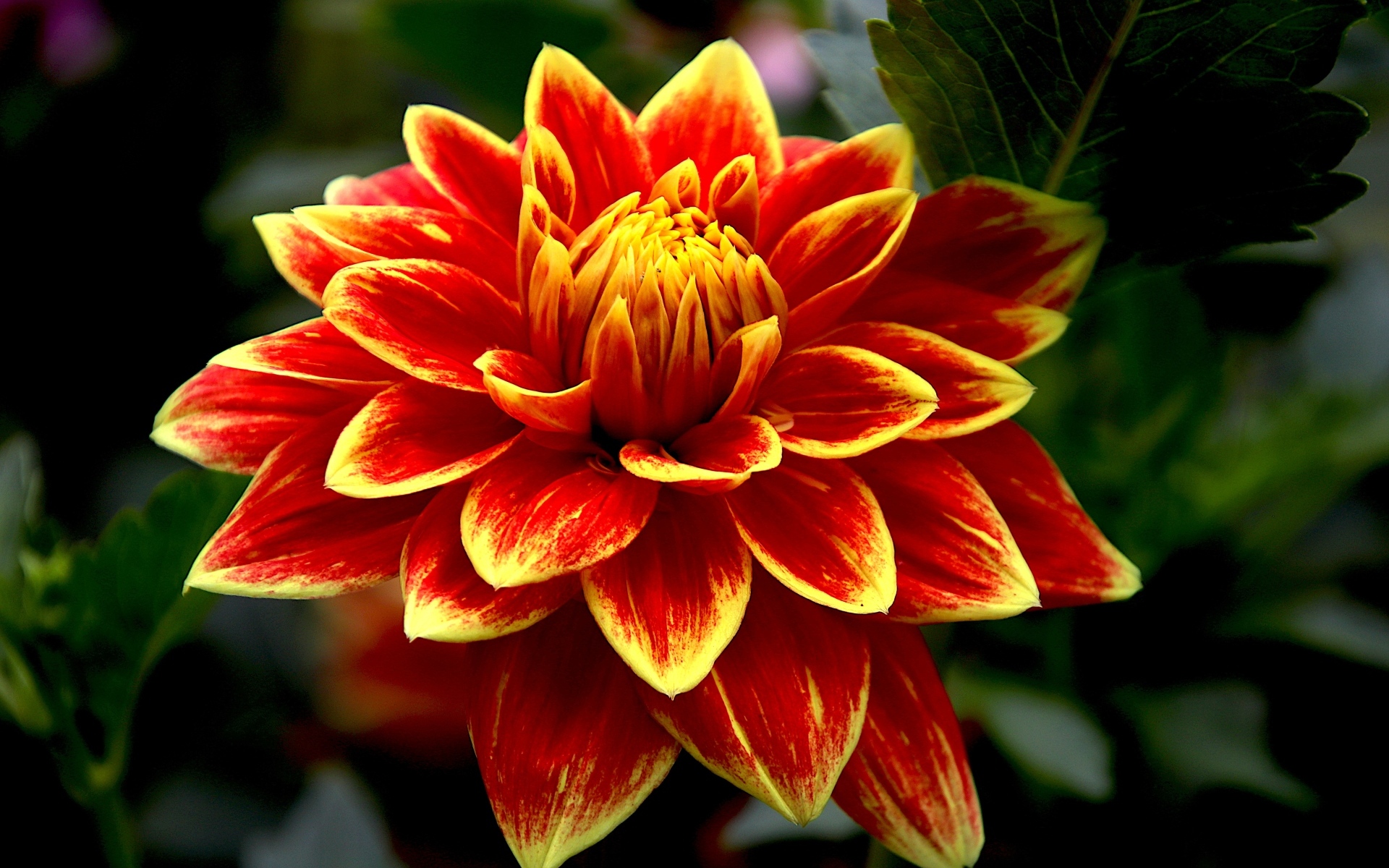 Красивая яркая огненная георгина