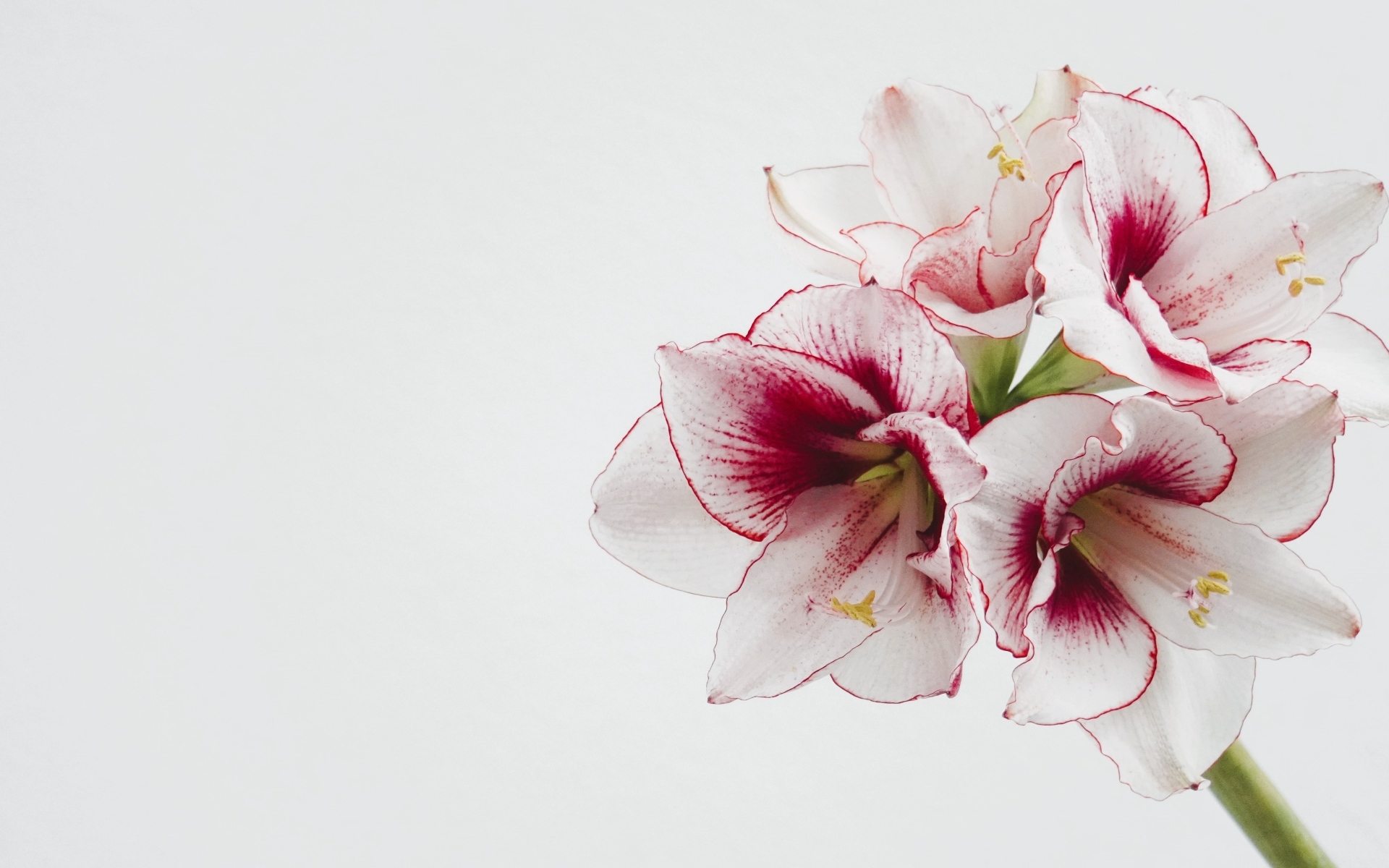 Красивый нежный цветок амариллис на белом фоне