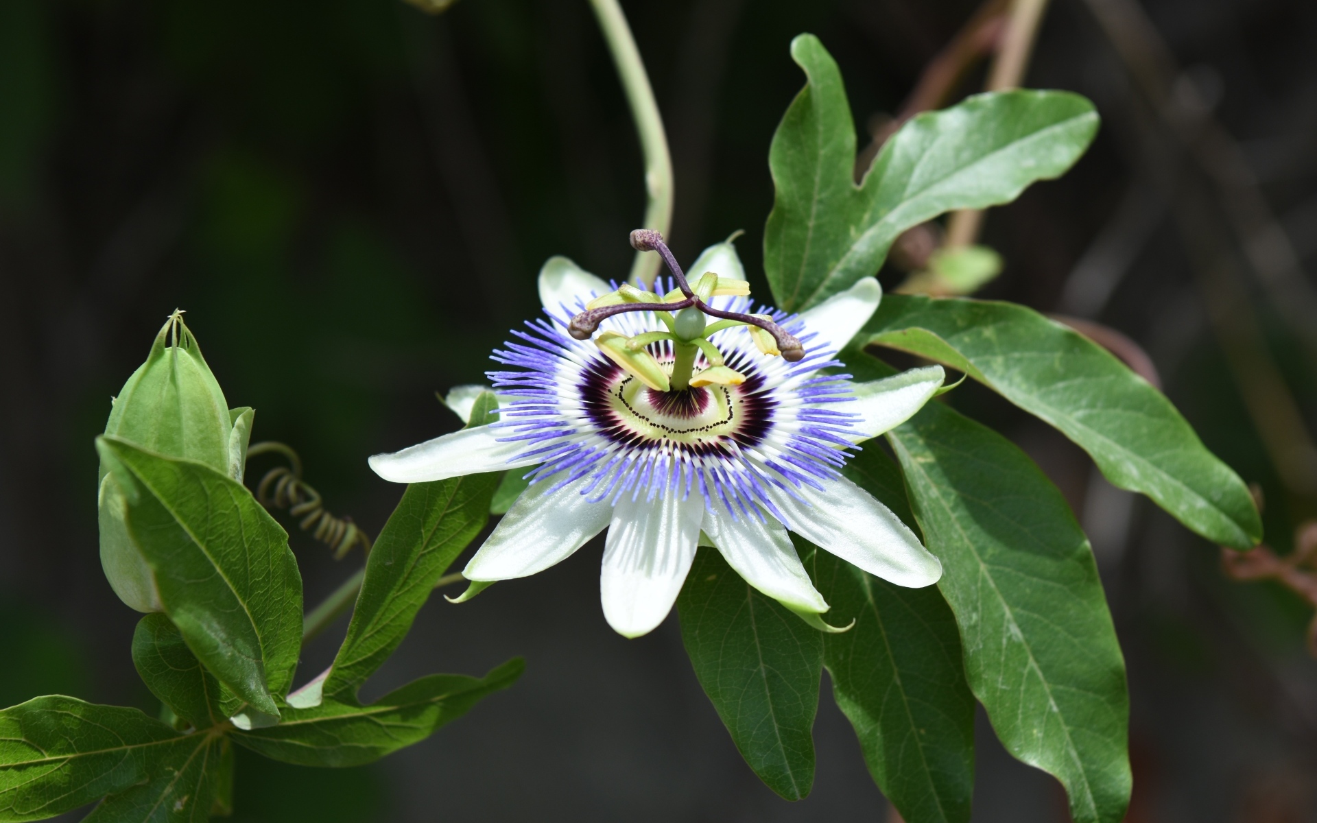 Красивый экзотический цветок на ветке