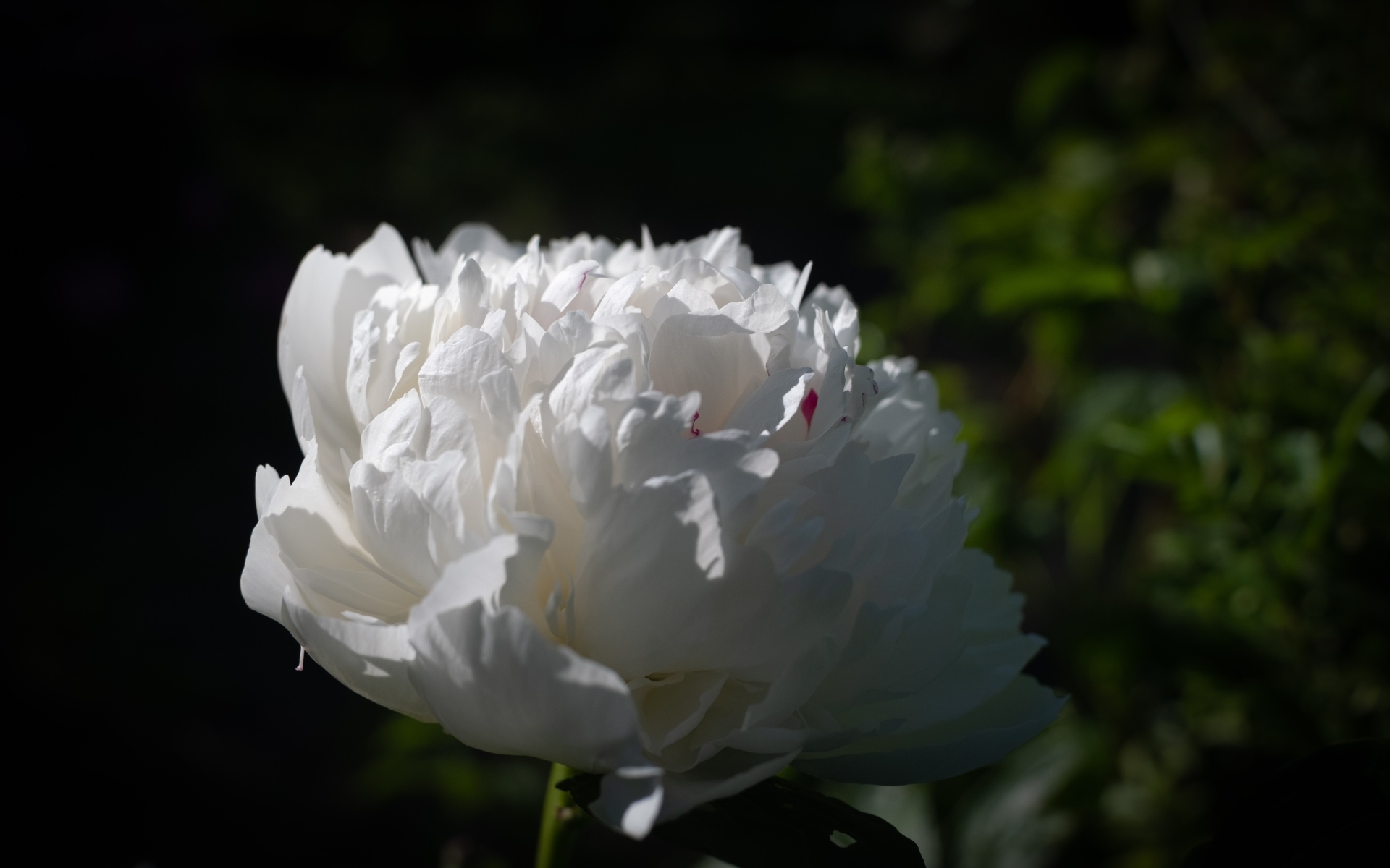 Красивый ароматный белый пион