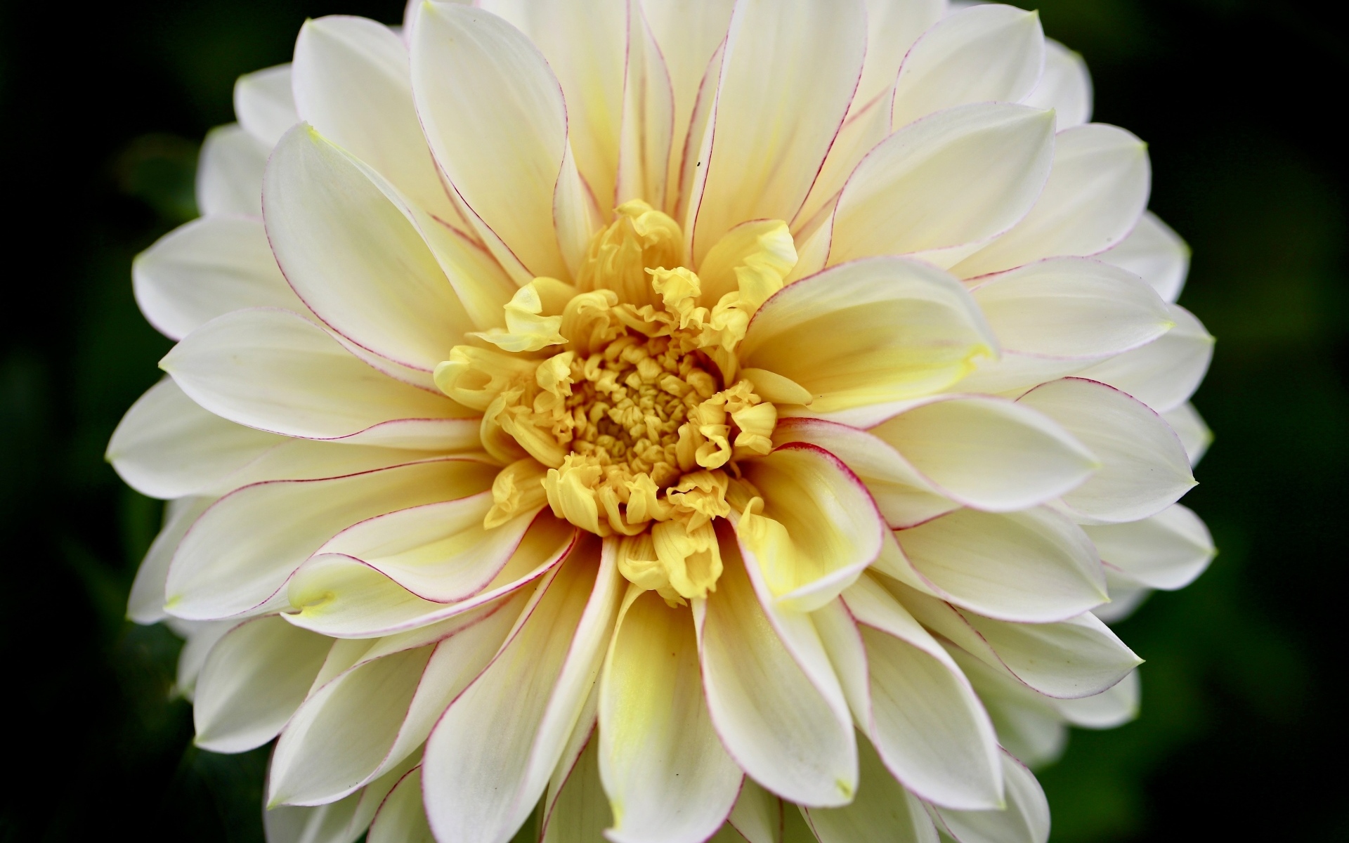 Красивый пышный цветок георгина крупным планом